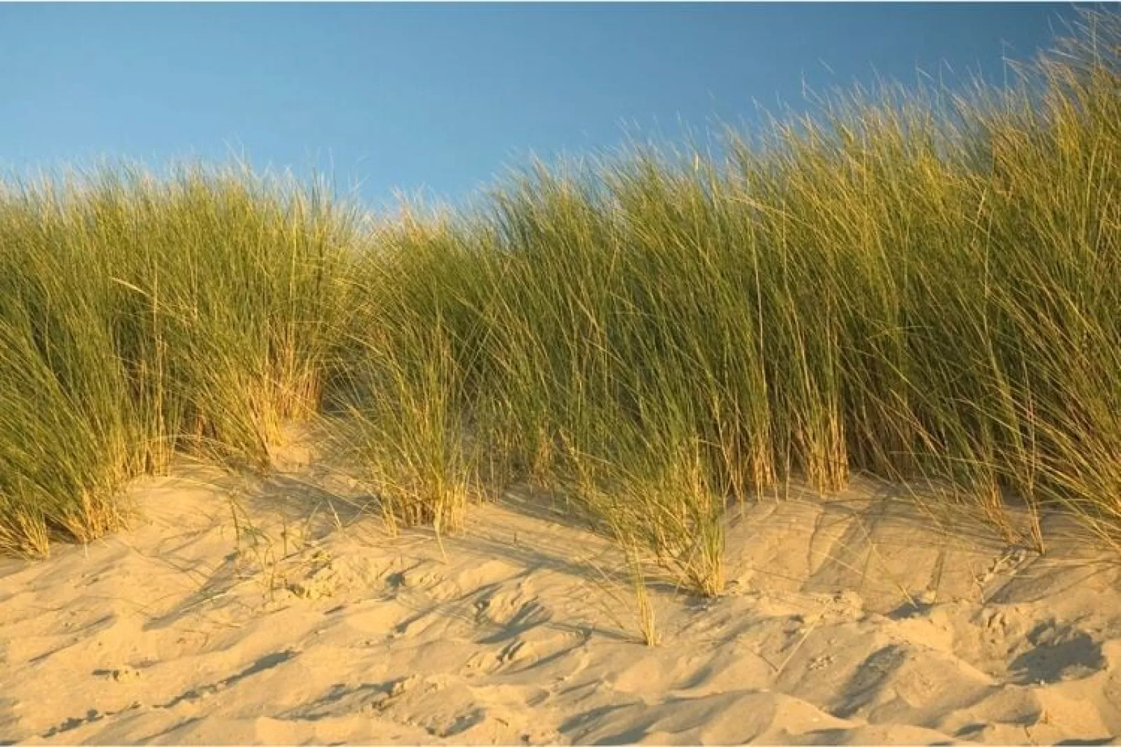 6 persoons vrijstaand met sauna/hond-Gebieden zomer 5km