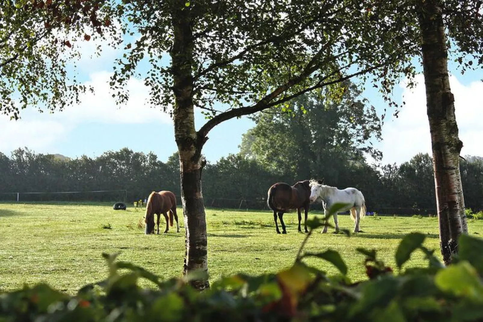 The Stables Cottage Terryglass Co Tipperary-Tuinen zomer