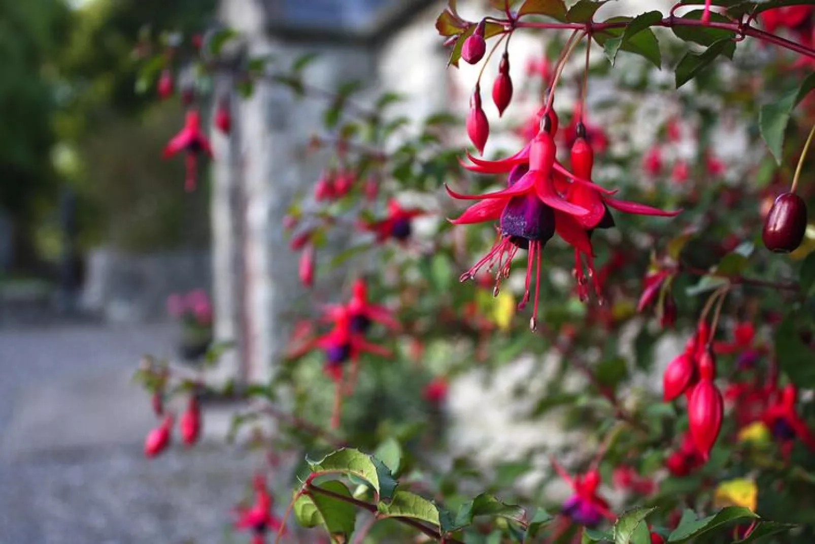 The Stables Cottage Terryglass Co Tipperary-Gebieden zomer 5km