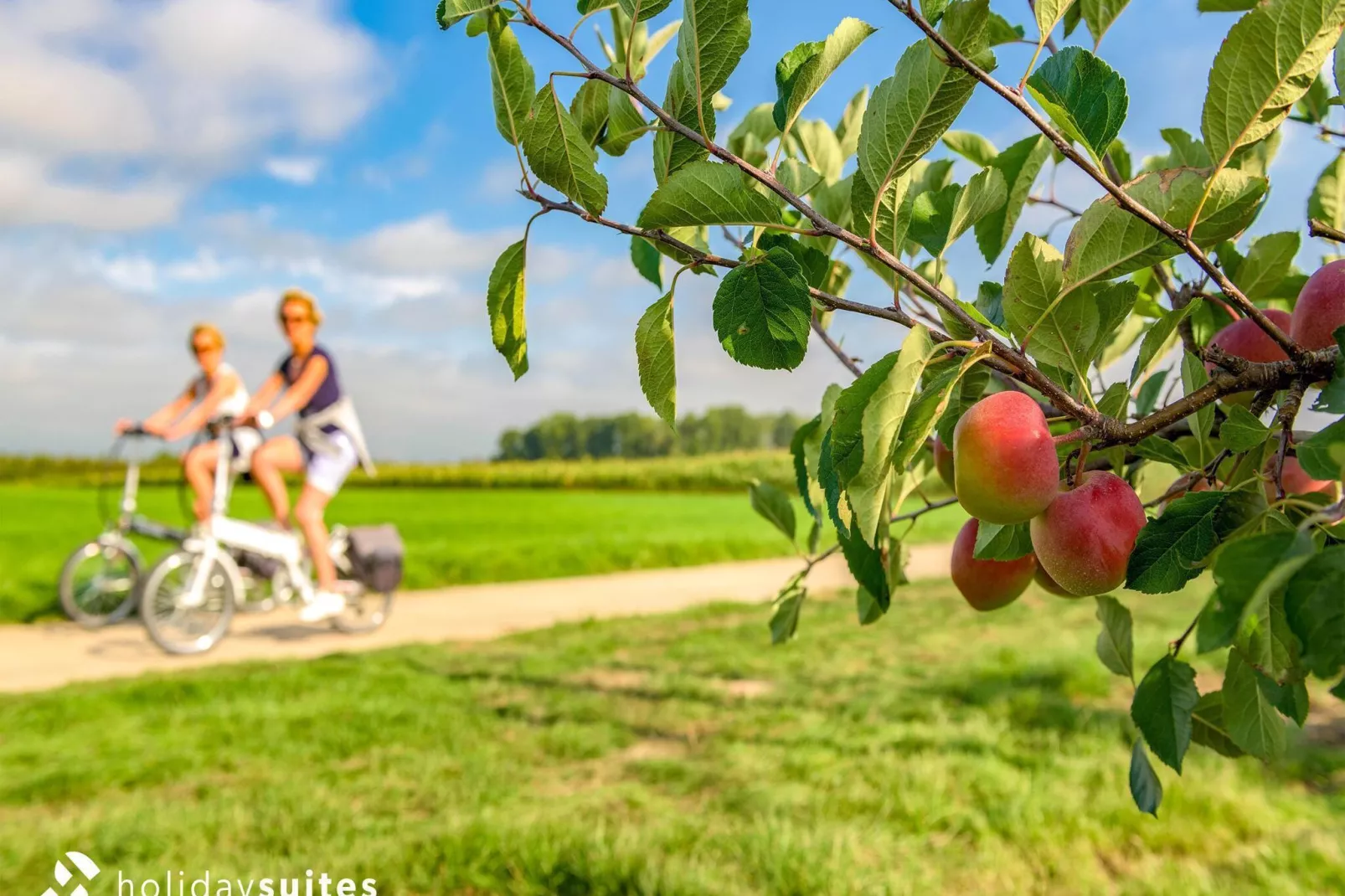 Domein Limburg 1-Gebieden zomer 1km