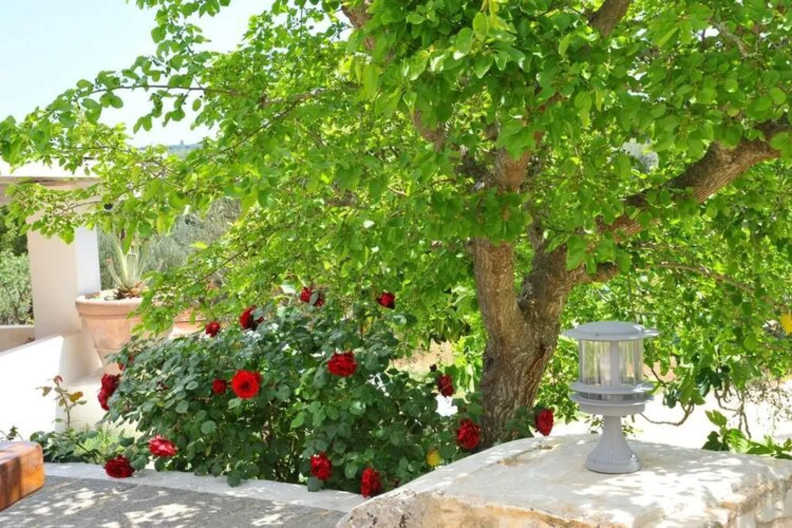 Tenuta Bianca Ostuni-Tuinen zomer