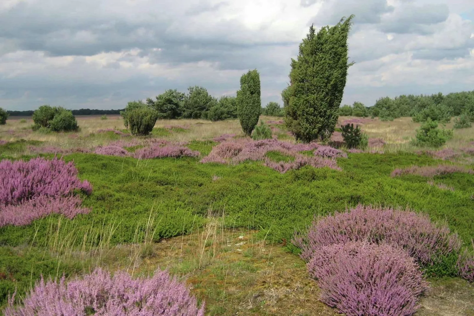 Natuurhuis Dichtbij-Gebieden zomer 5km