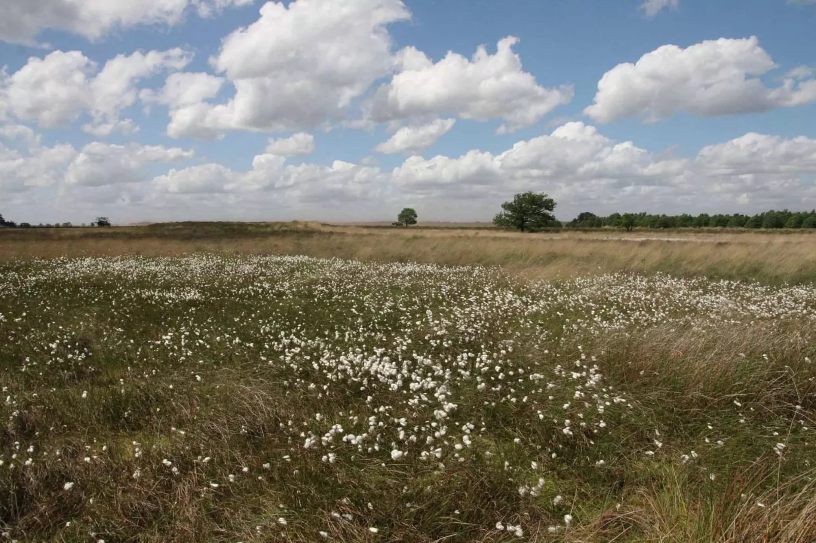 Natuurhuis Dichtbij-Gebieden zomer 5km