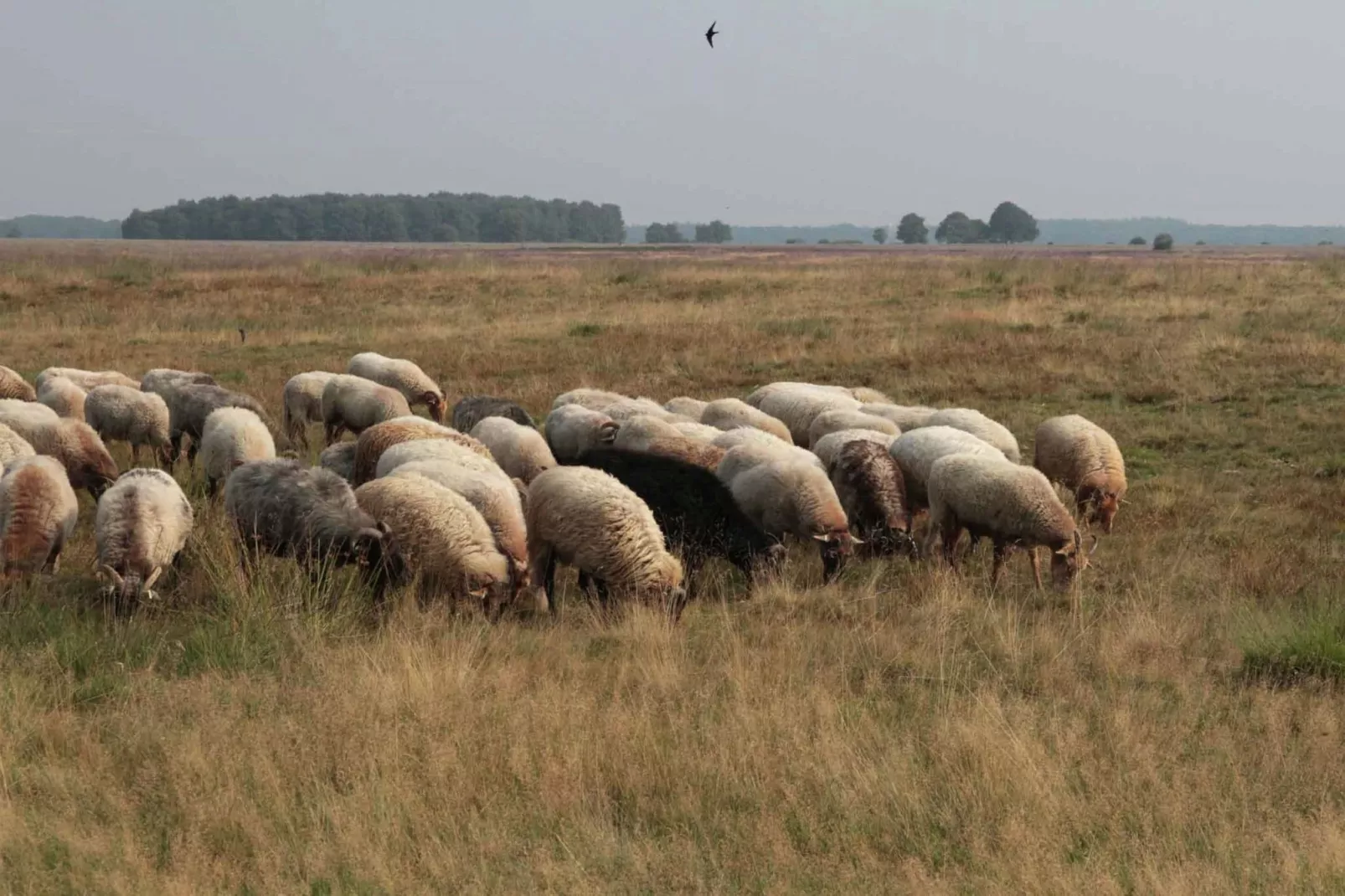 Natuurhuis Dichtbij-Gebieden zomer 5km