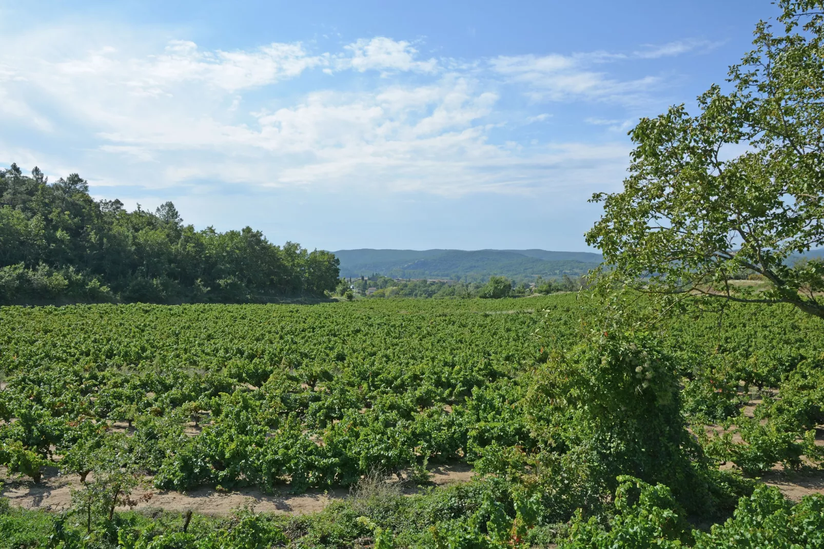 Les Chênes- SAINT-BRÈS-Gebieden zomer 5km