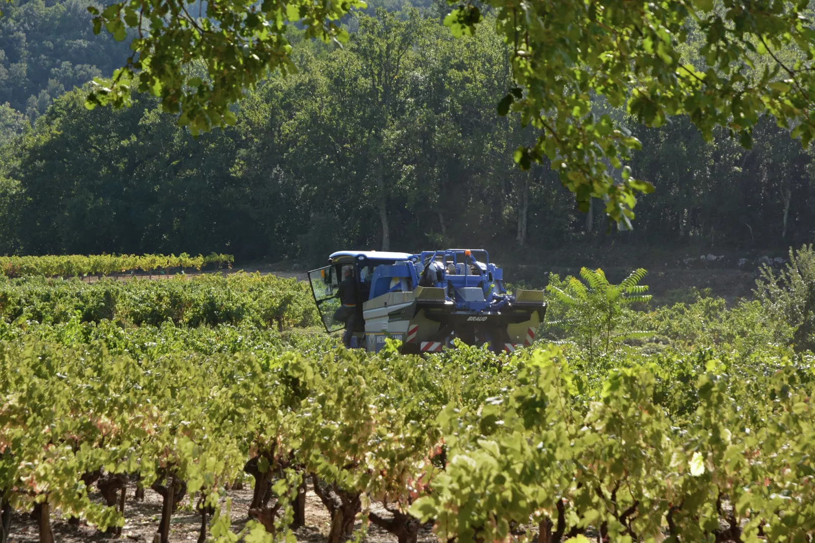 Les Chênes- SAINT-BRÈS-Gebieden zomer 5km