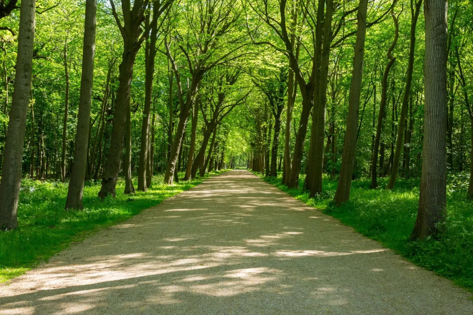 Noordweg 4a-Gebieden zomer 1km