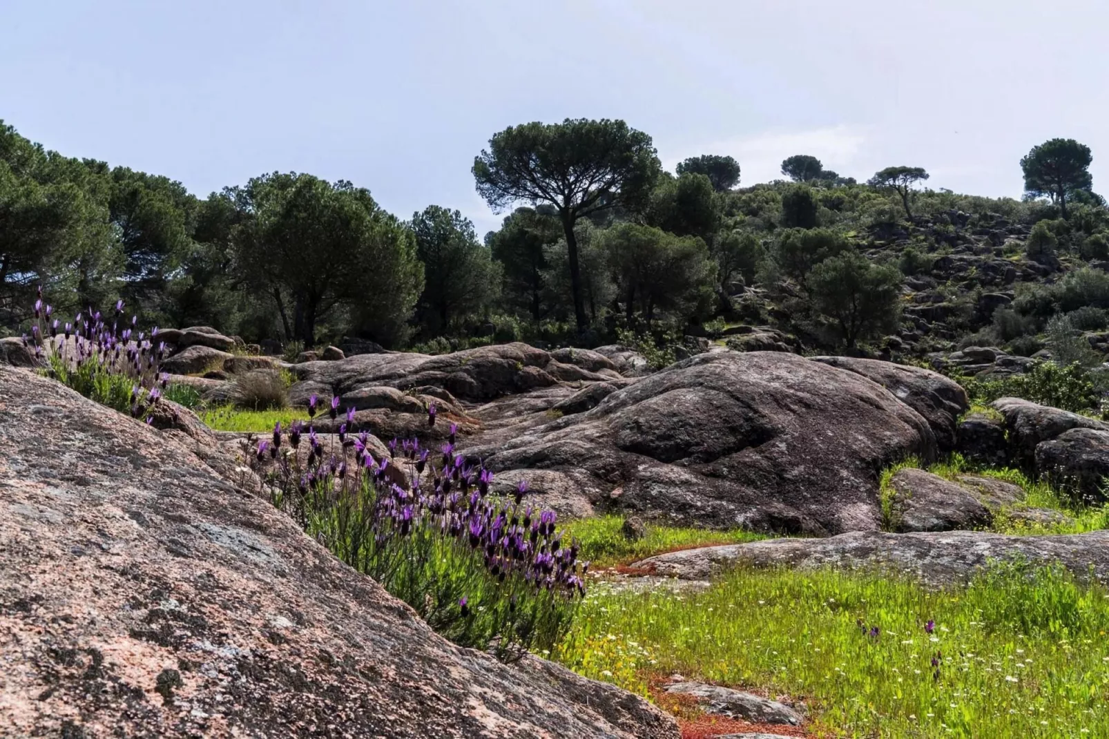 FH in las Jaras - CT 113 CO 8 PAX-Gebieden zomer 5km