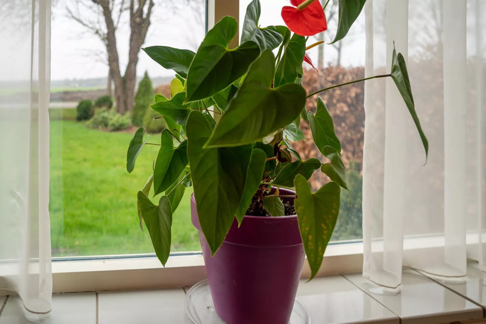 Vakantiewoning het Steegje-Sfeer