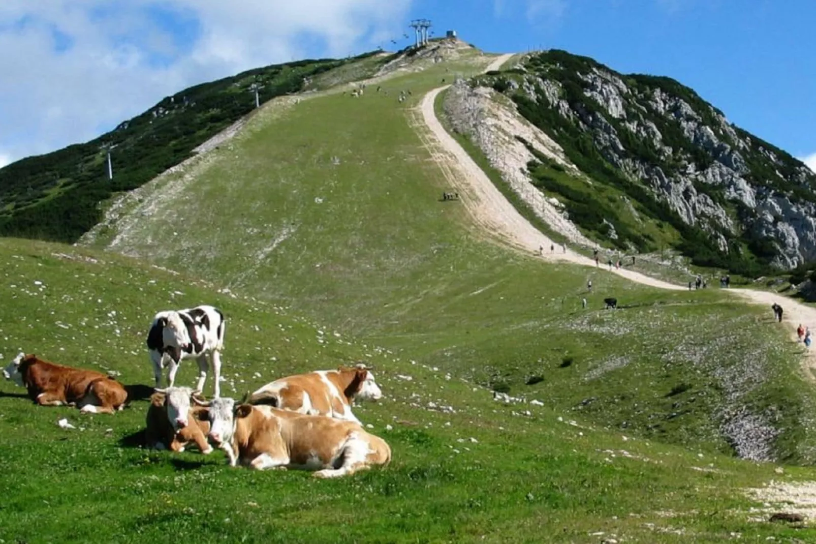 Brunarica Alpinka I-Gebieden zomer 20km