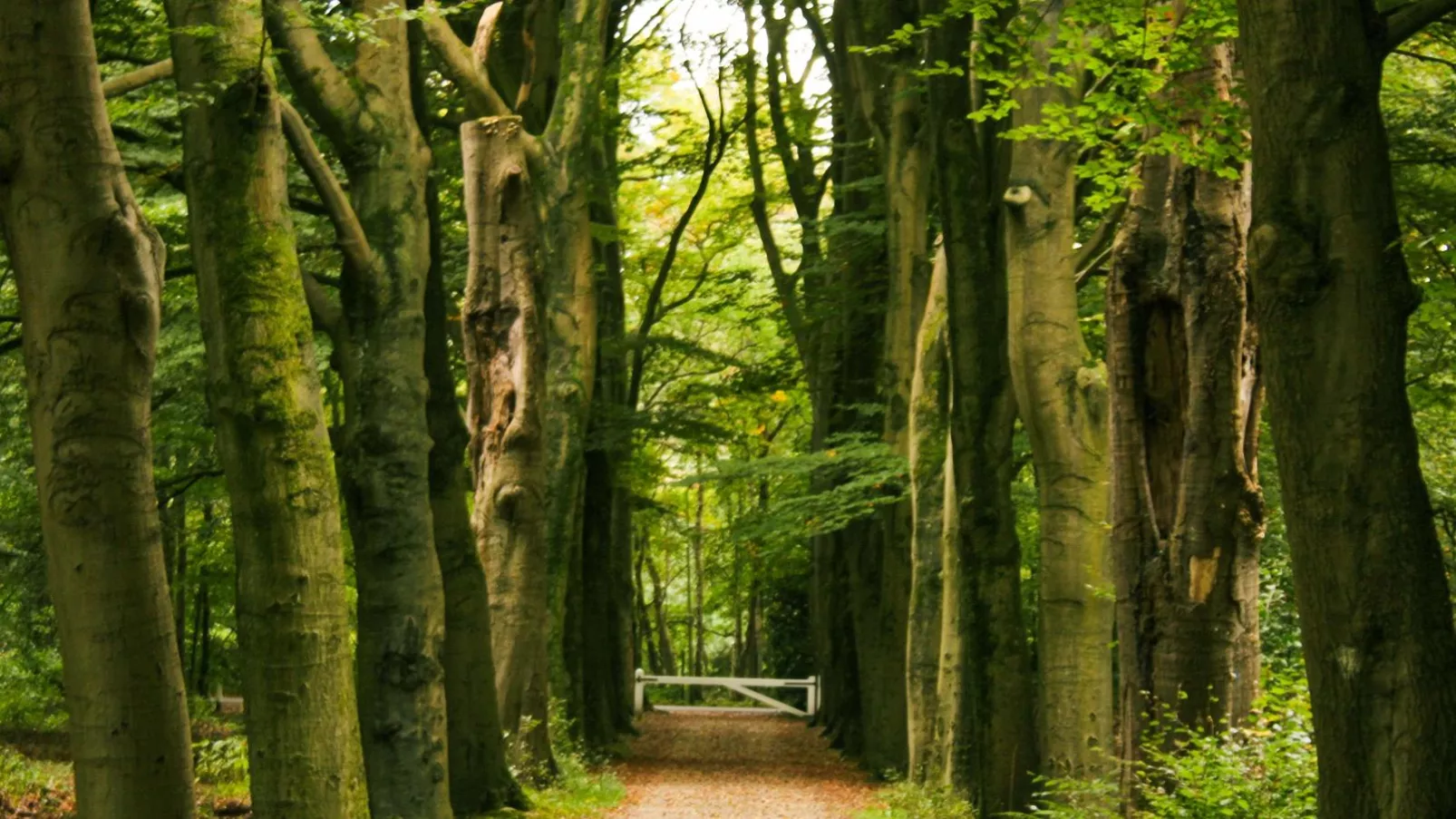 Vakantiehuis Vos-Gebieden zomer 5km