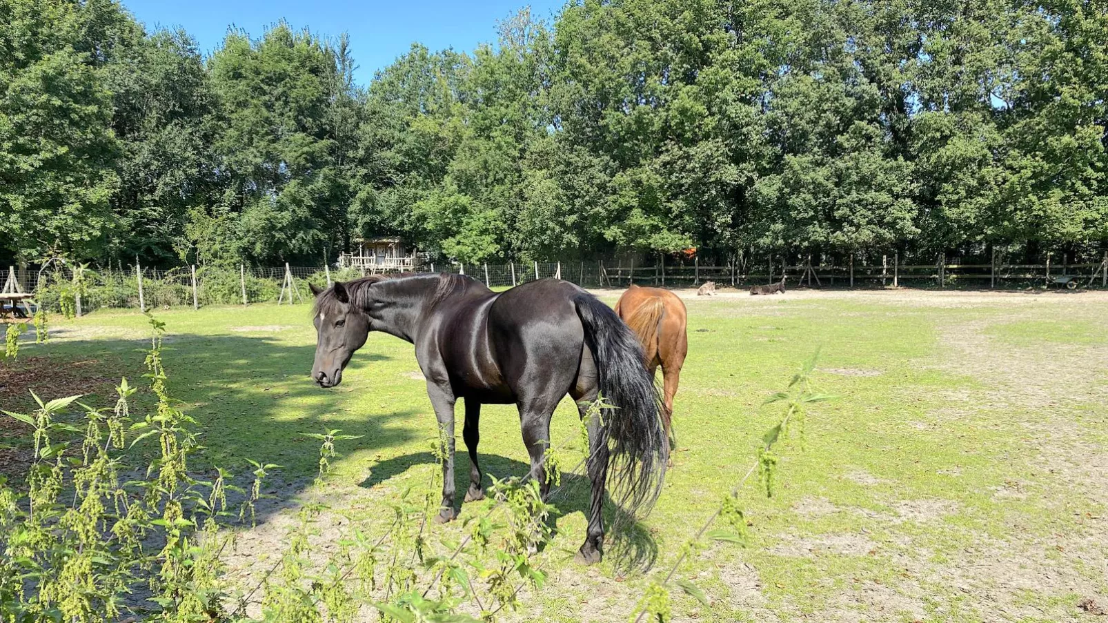 Pipowagen het Oventje-Gebieden zomer 1km