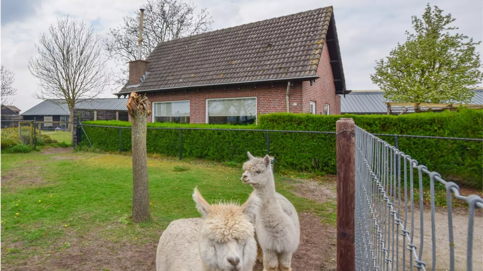 Alpacafarm Vorstenbosch-Buitenkant zomer