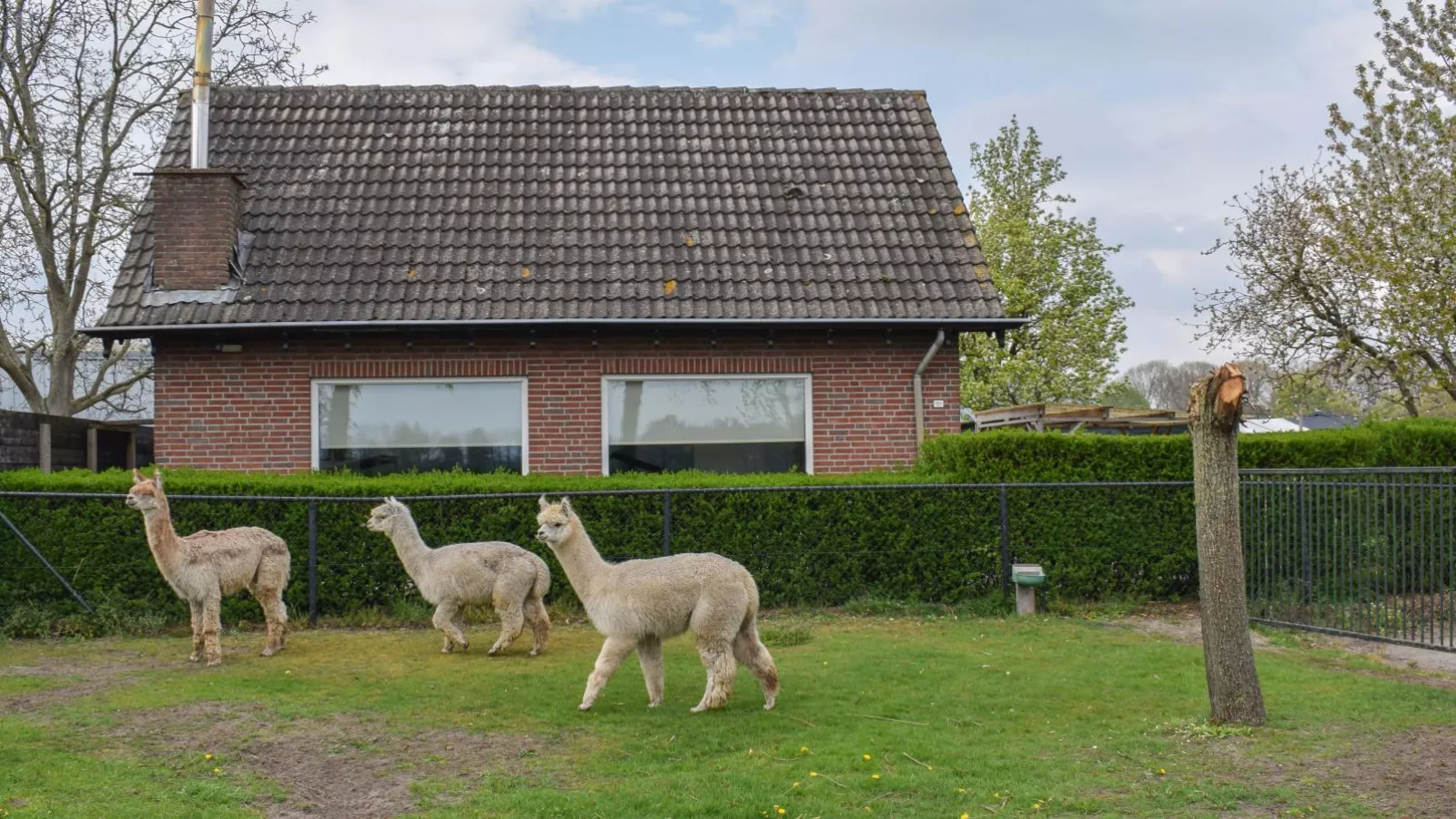 Alpacafarm Vorstenbosch-Buitenkant zomer