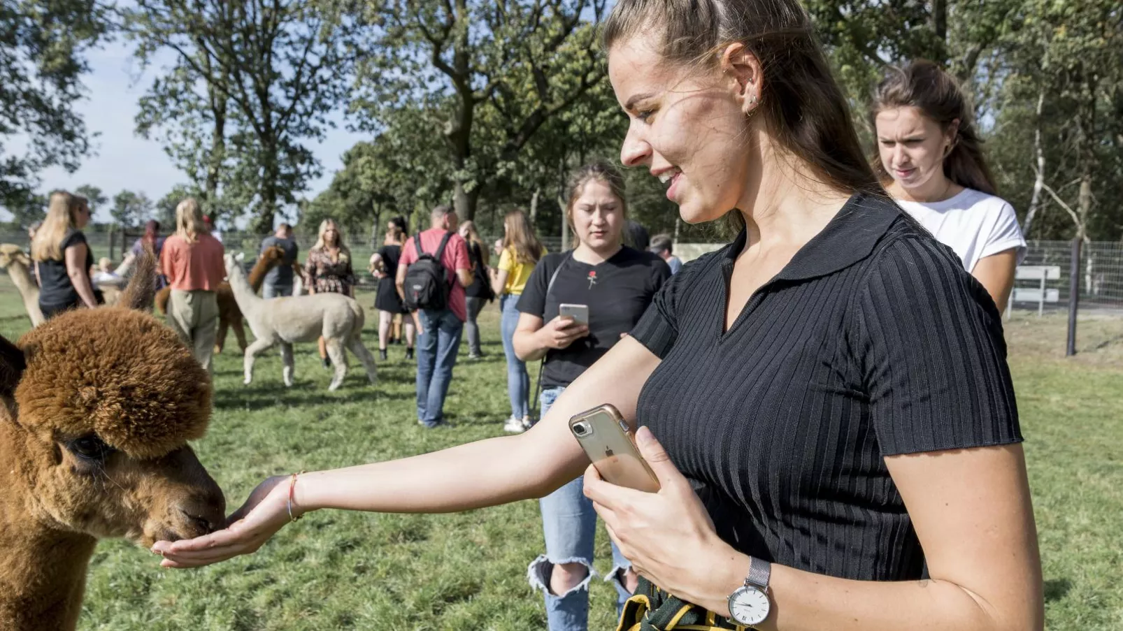 Alpacafarm Vorstenbosch-Sfeer