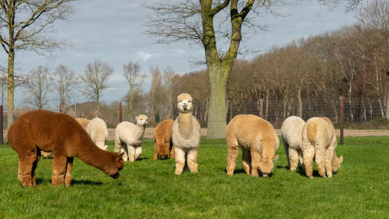 Alpacafarm Vorstenbosch-Uitzicht zomer