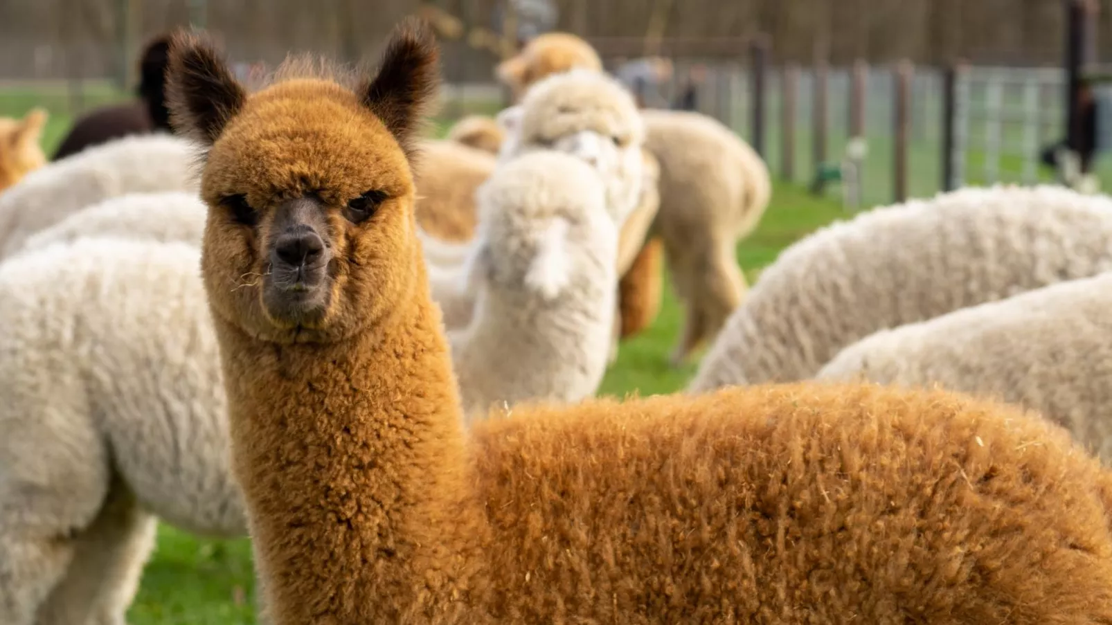 Alpacafarm Vorstenbosch-Sfeer