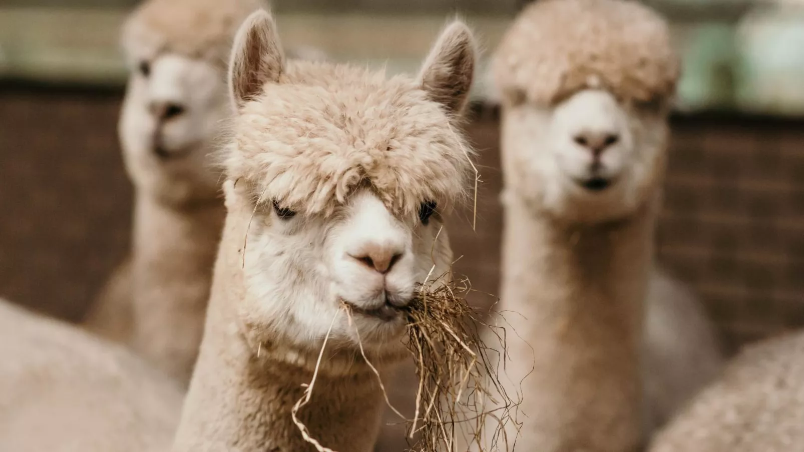 Alpacafarm Vorstenbosch-Sfeer