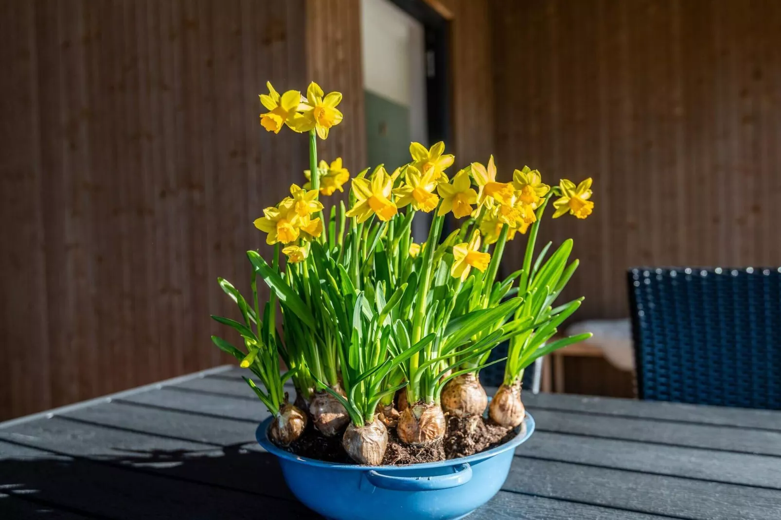 6 persoons vakantie huis in Fanø-Buitenlucht