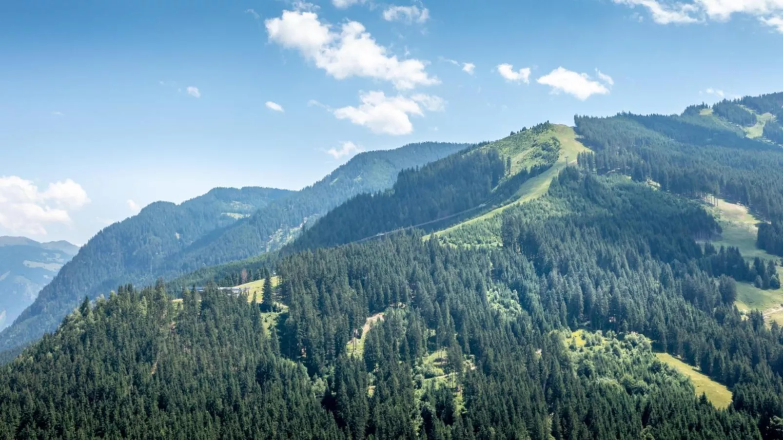 Alpensteinbock Saalbach D-Gebieden zomer 20km