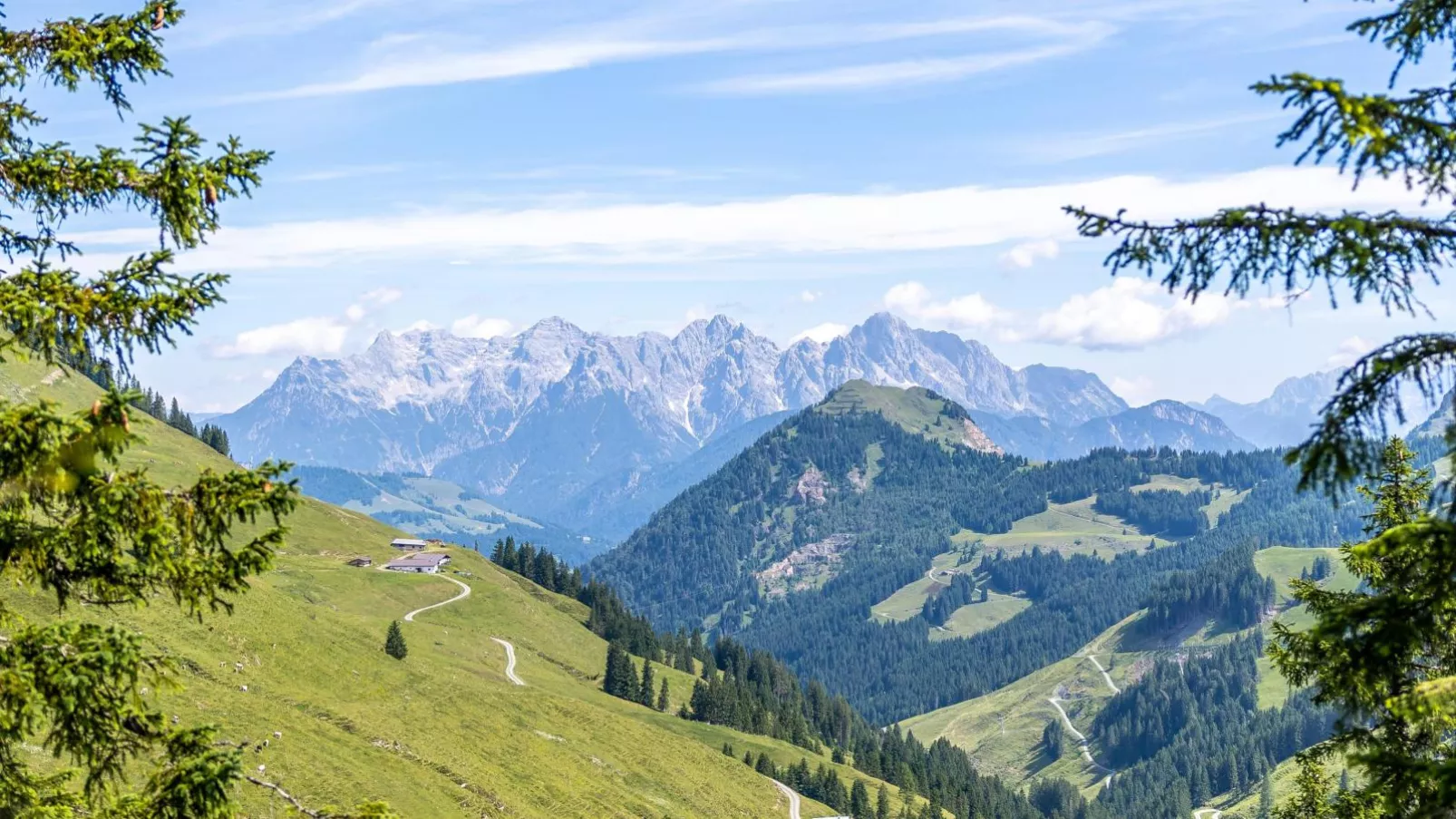 Alpensteinbock Saalbach C-Gebieden zomer 20km