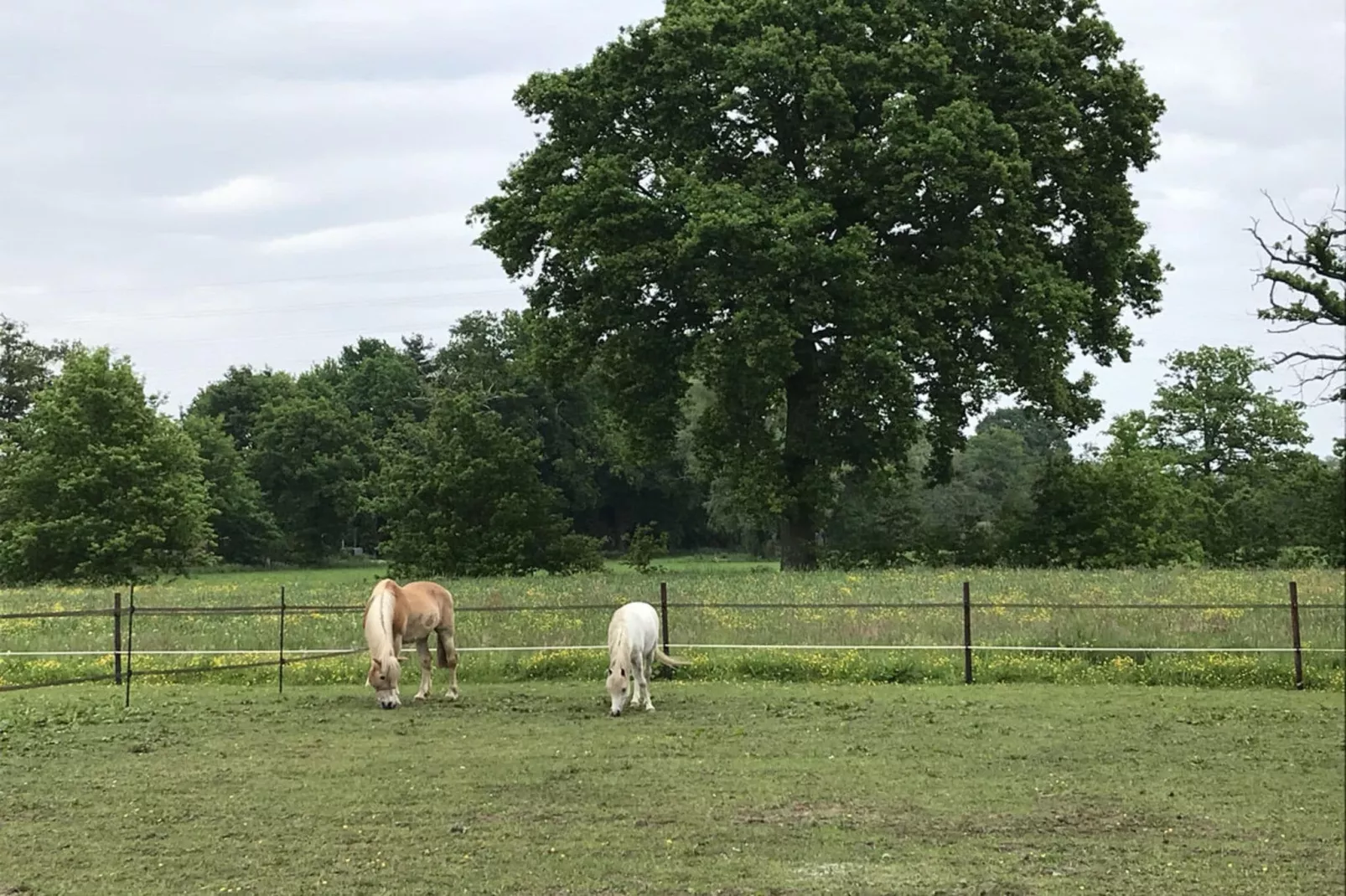 Groot Rosselaer 8 pers-Buitenkant zomer