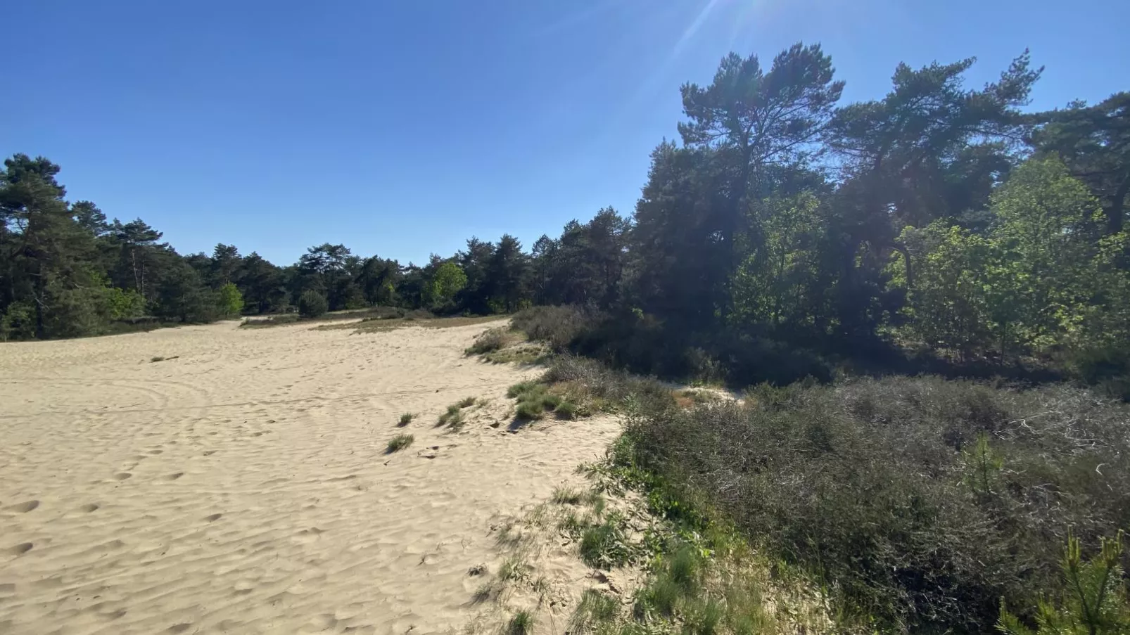 Boshuisje-Gebieden zomer 1km