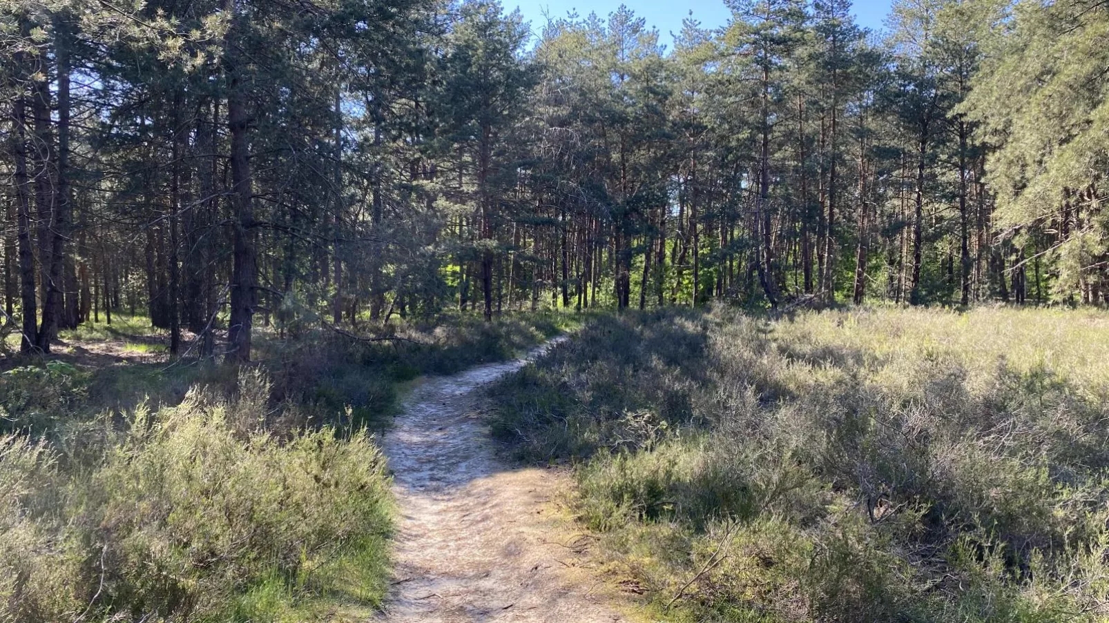 Boshuisje-Gebieden zomer 1km