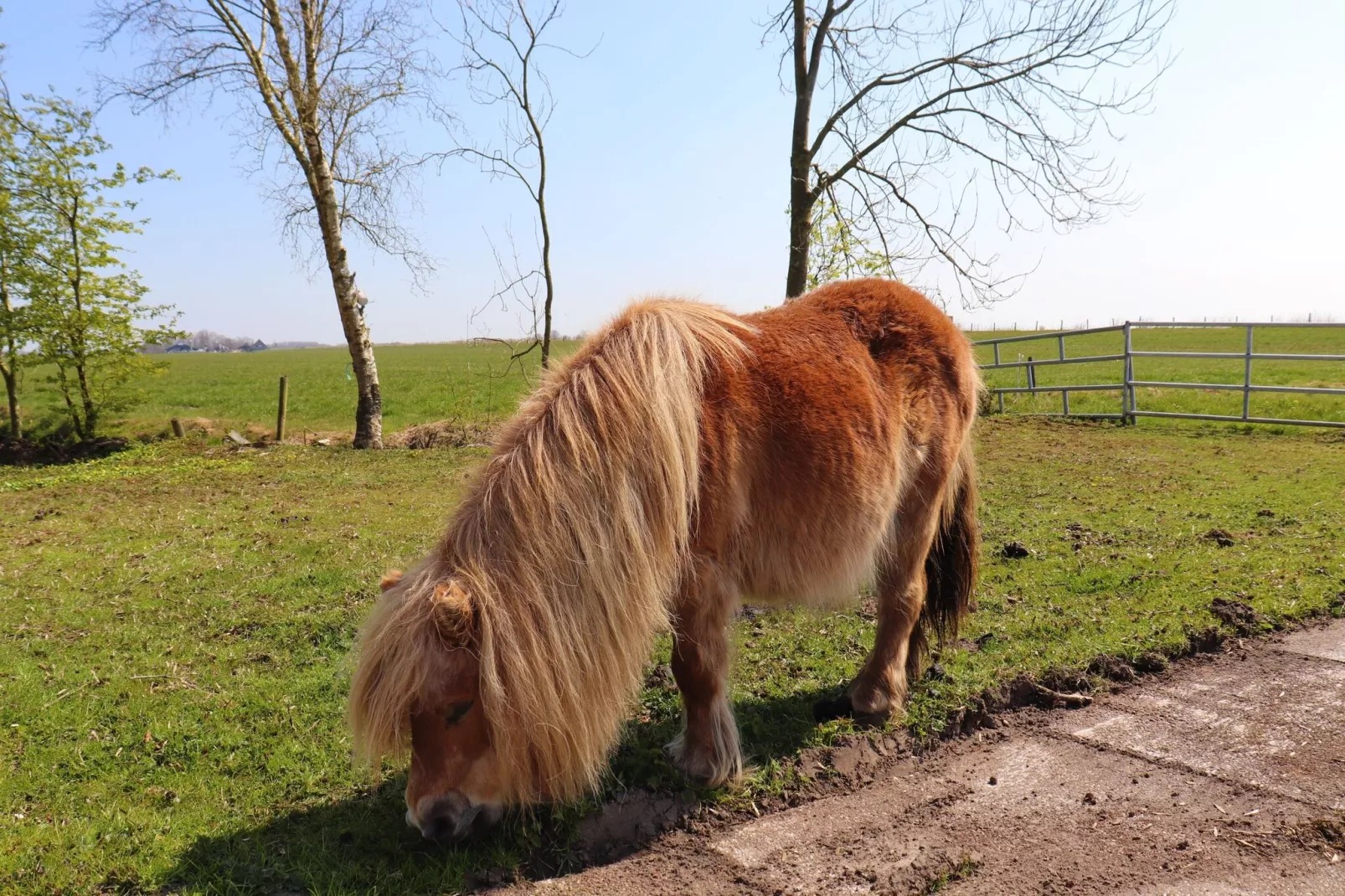 Gezellige Boerderij met chalet in Friesland-Gebieden zomer 1km