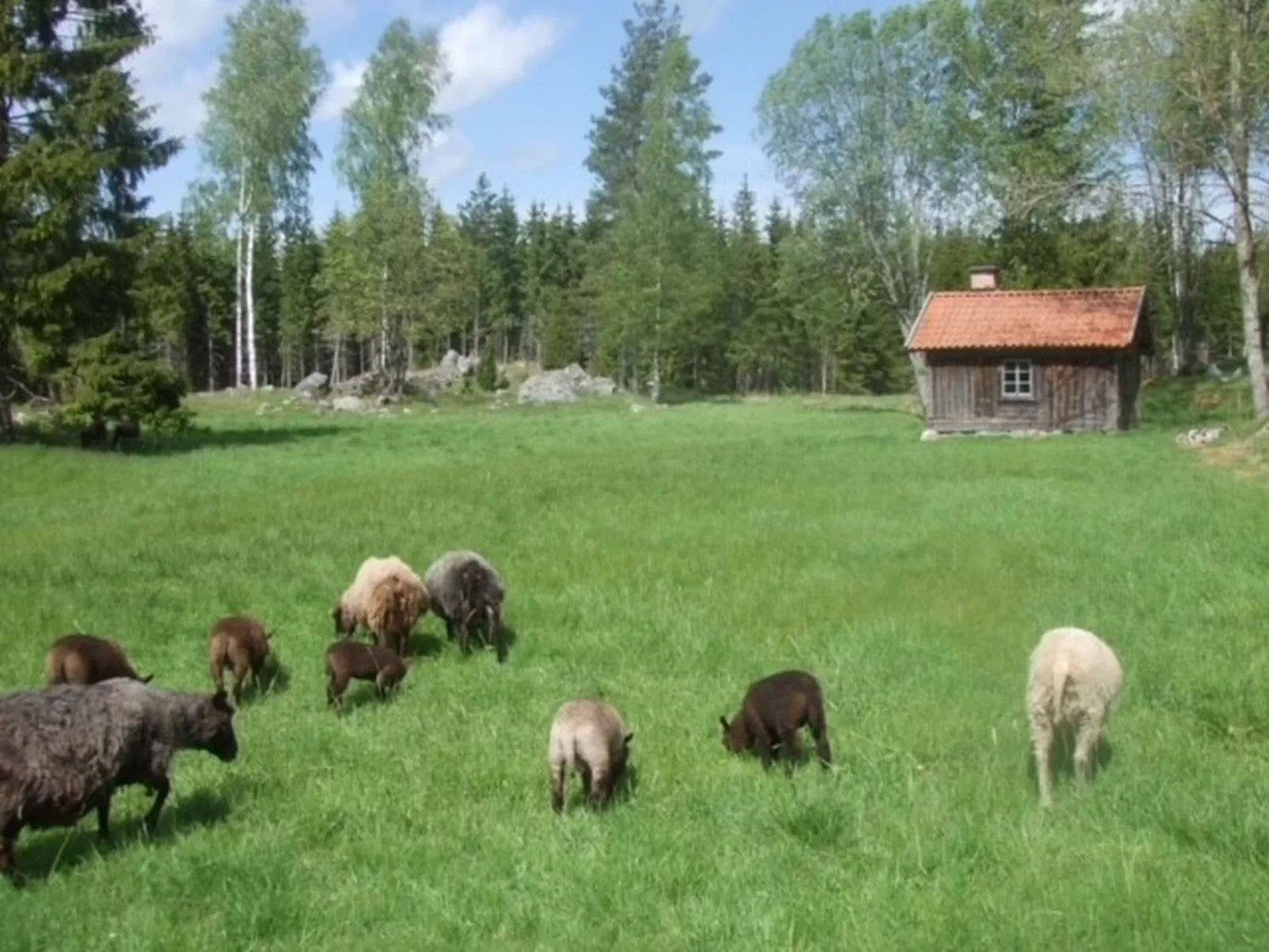 Skarpsätter Sportgård-Buiten