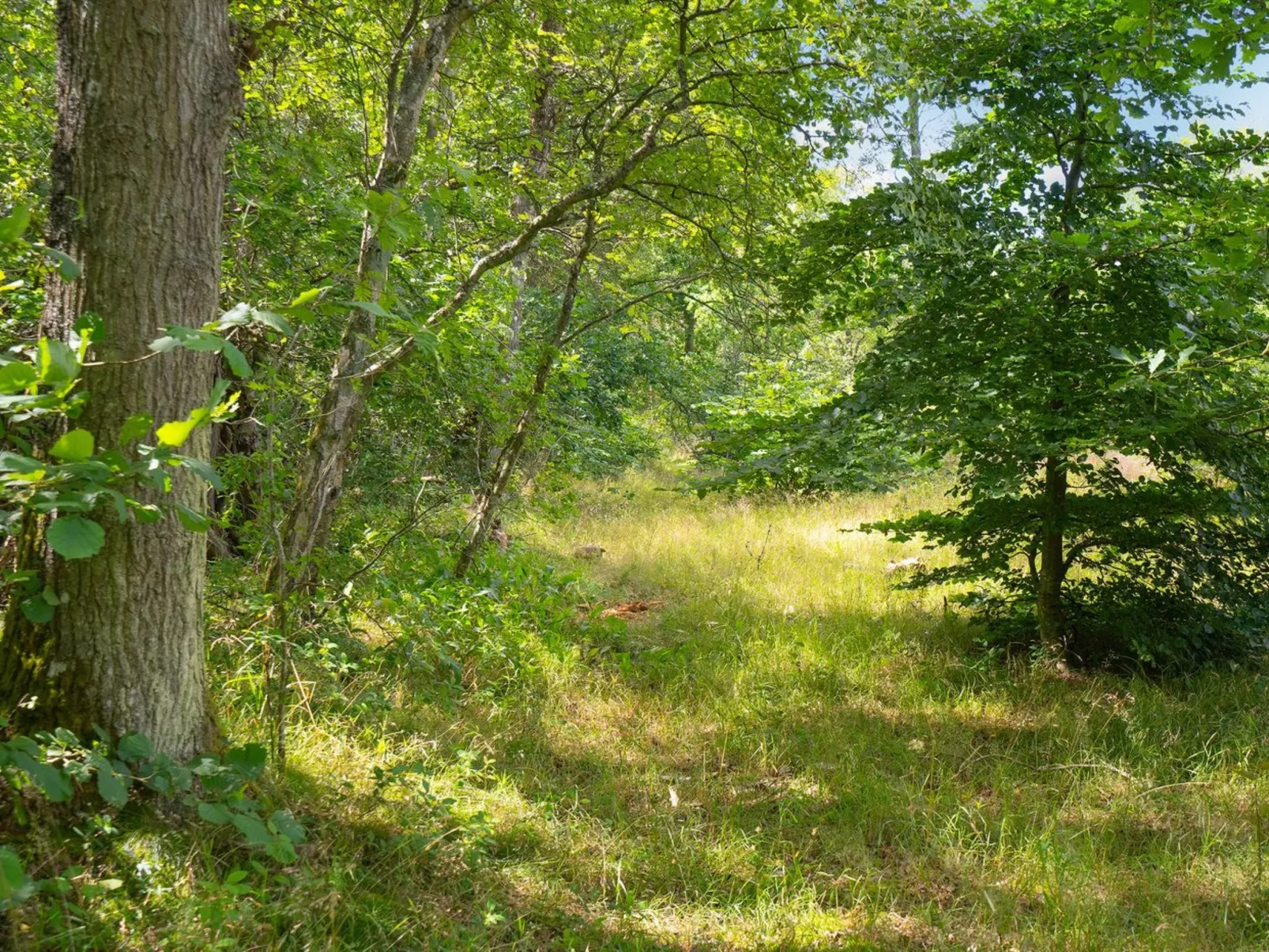 "Thorine" - 750m from the sea-Buiten