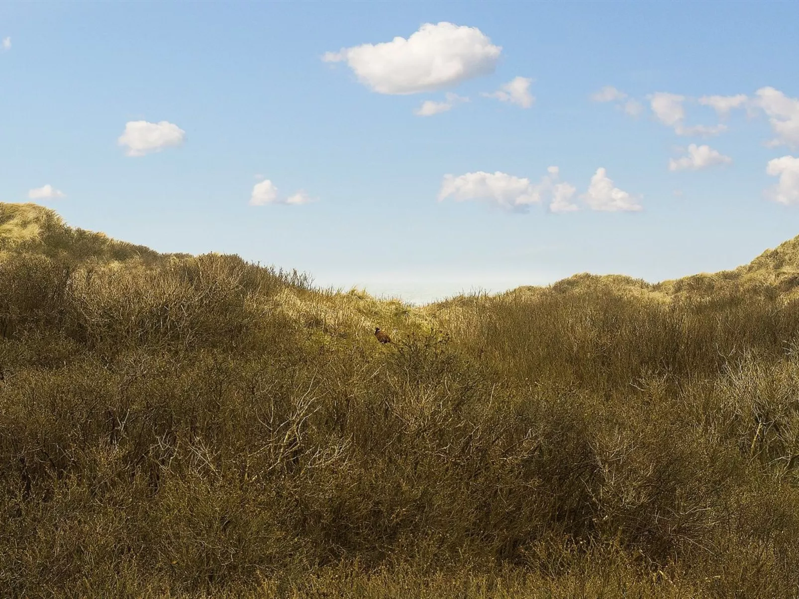 "Annaliese" - 175m from the sea-Buiten