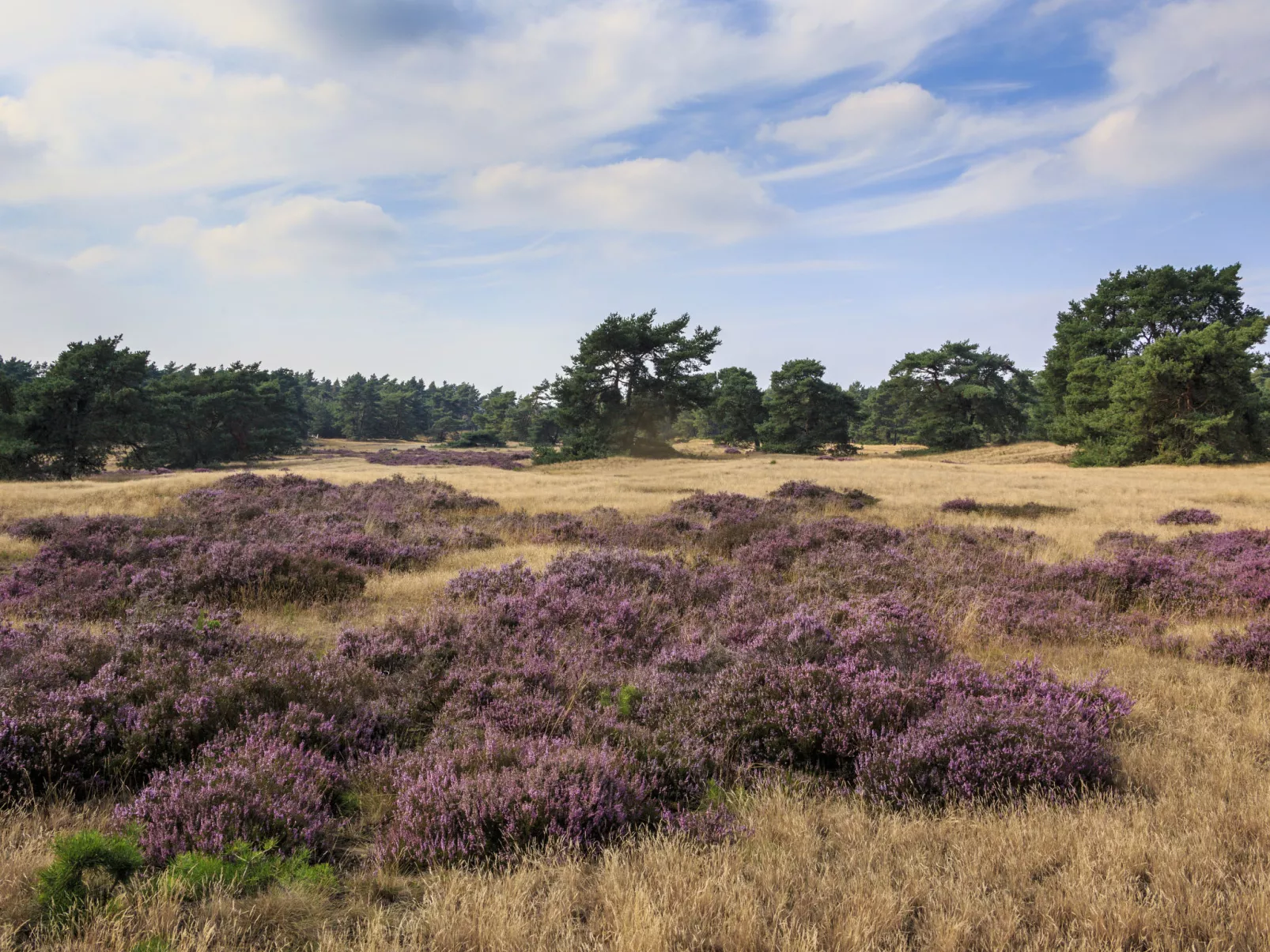 Recreatiepark De Boshoek-Buiten