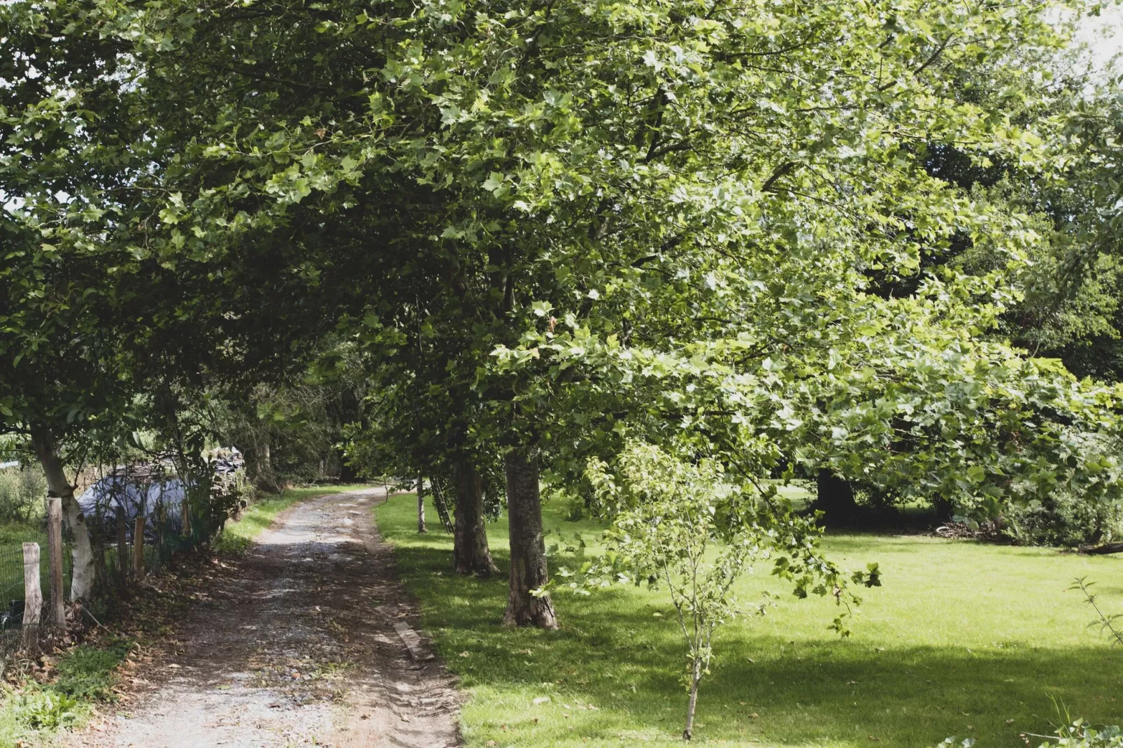 Bird Nest-Gebieden zomer 1km