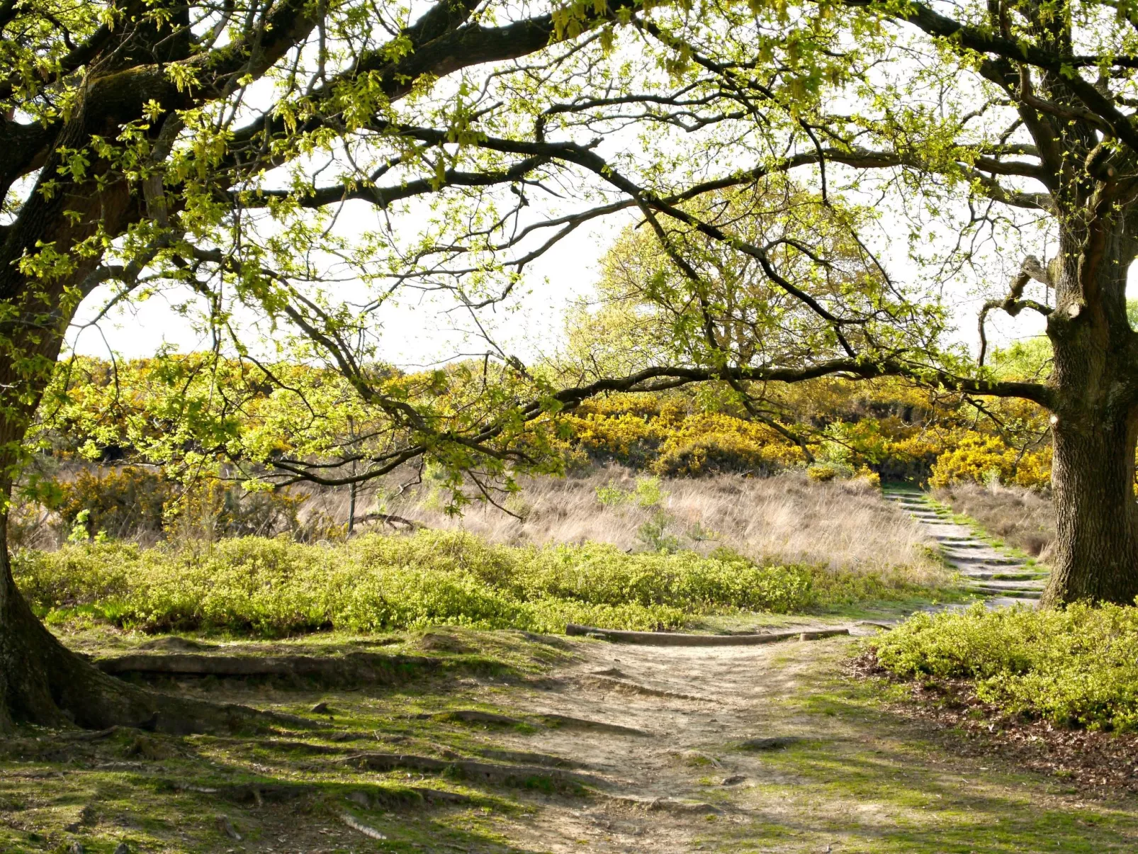 Bosrijk Ruighenrode-Buiten