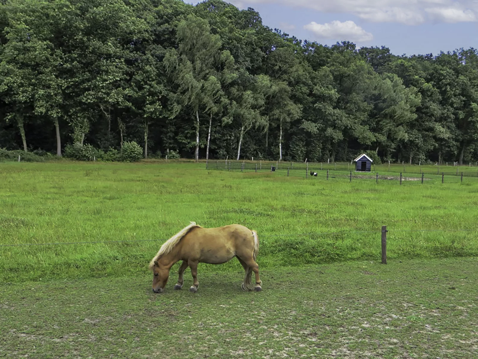 Familieboerderij-Buiten