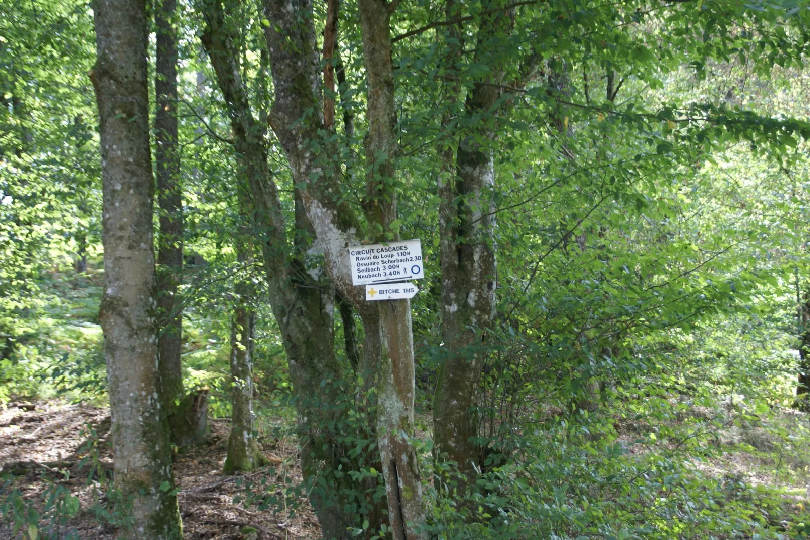 La Schwingmuhle-Gebieden zomer 1km