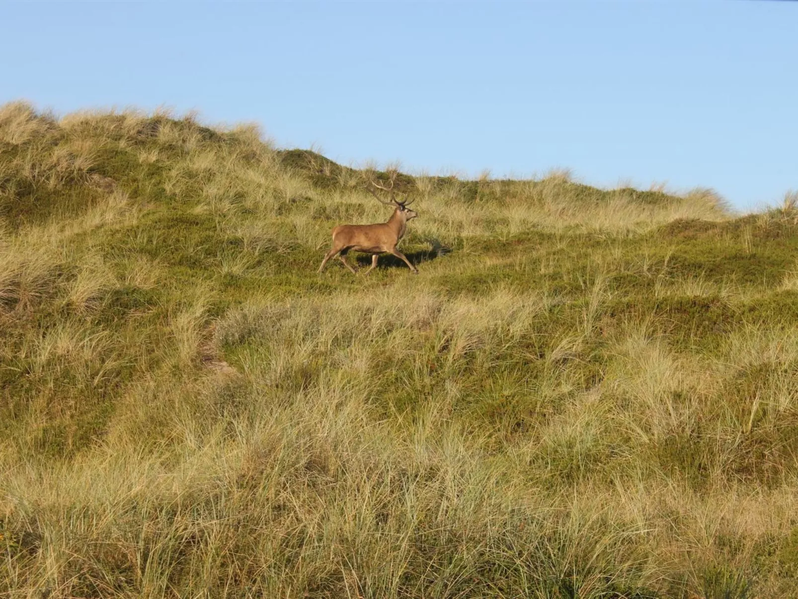 "Hristina" - 200m from the sea-Buiten