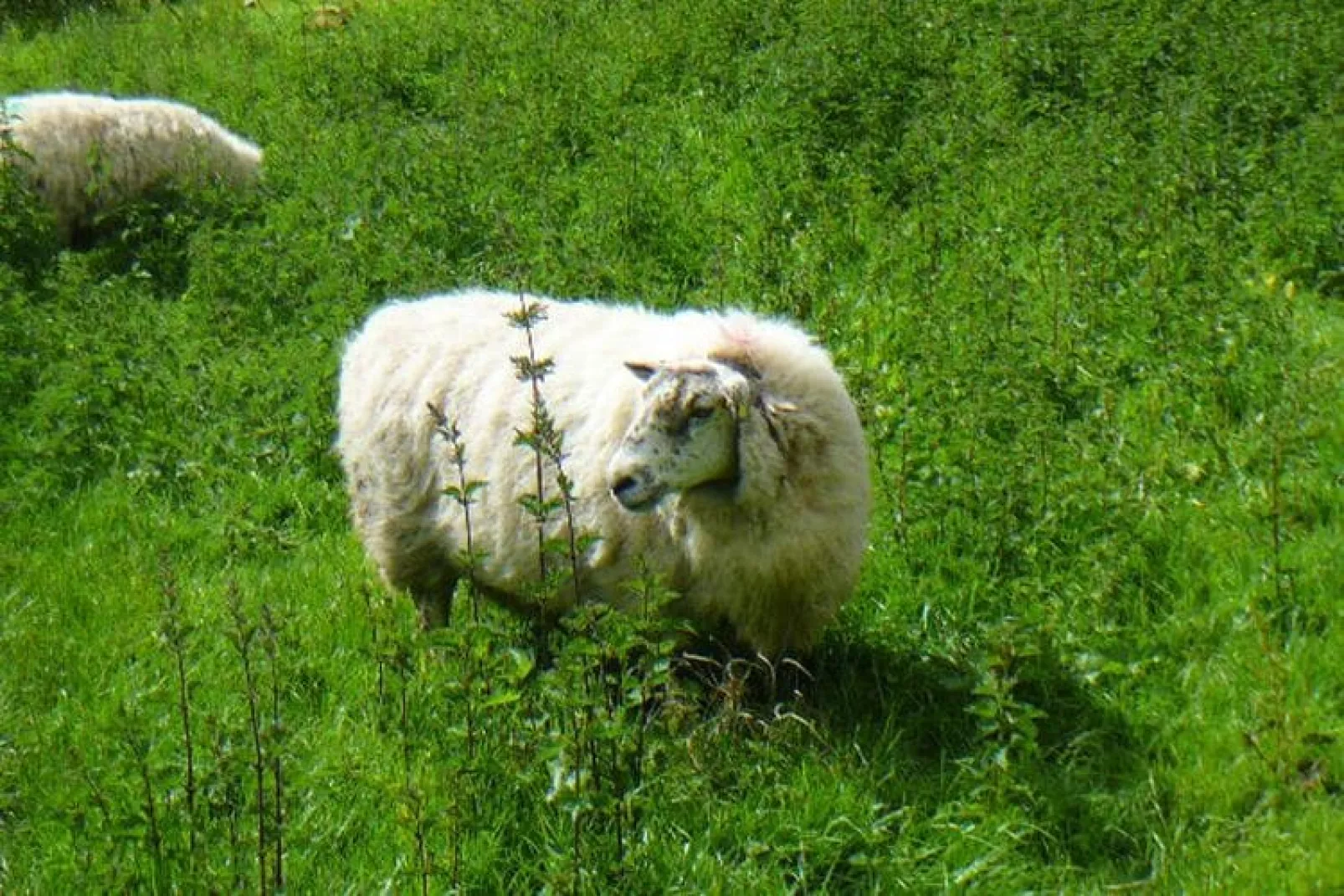 Holiday home, Dromahair-Alder Cottage