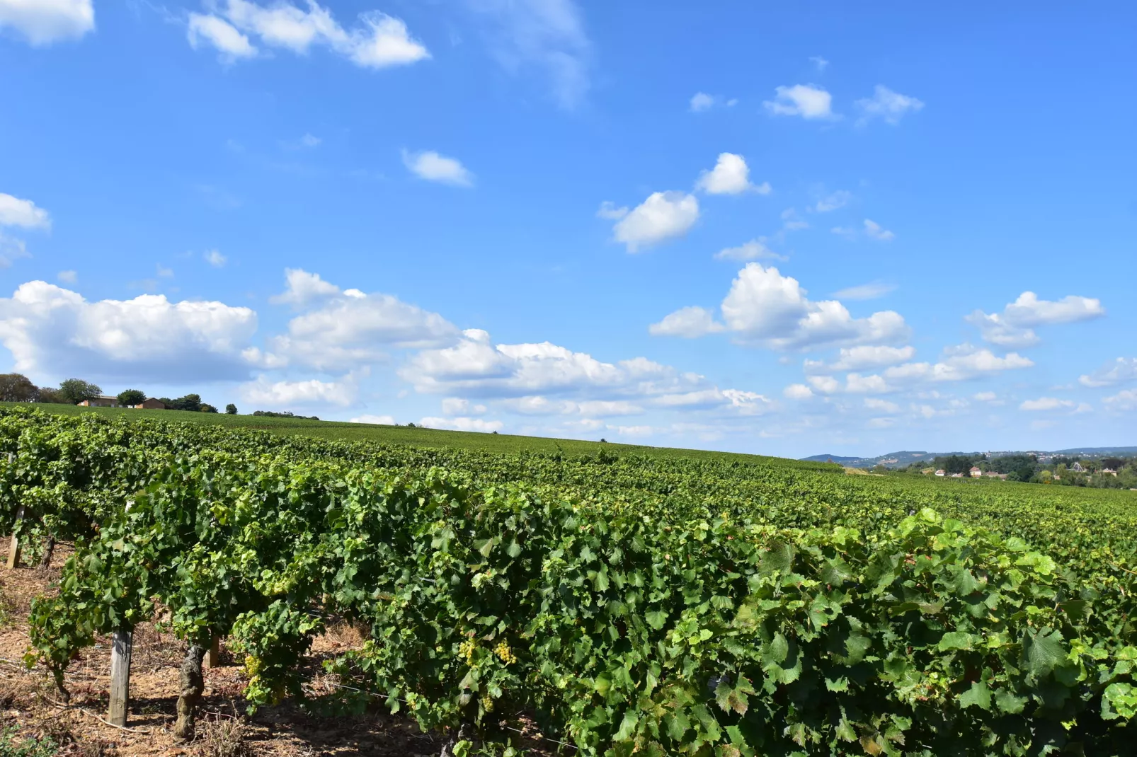 Ferme de Charme Bourgogne 15 pers-Gebieden zomer 20km