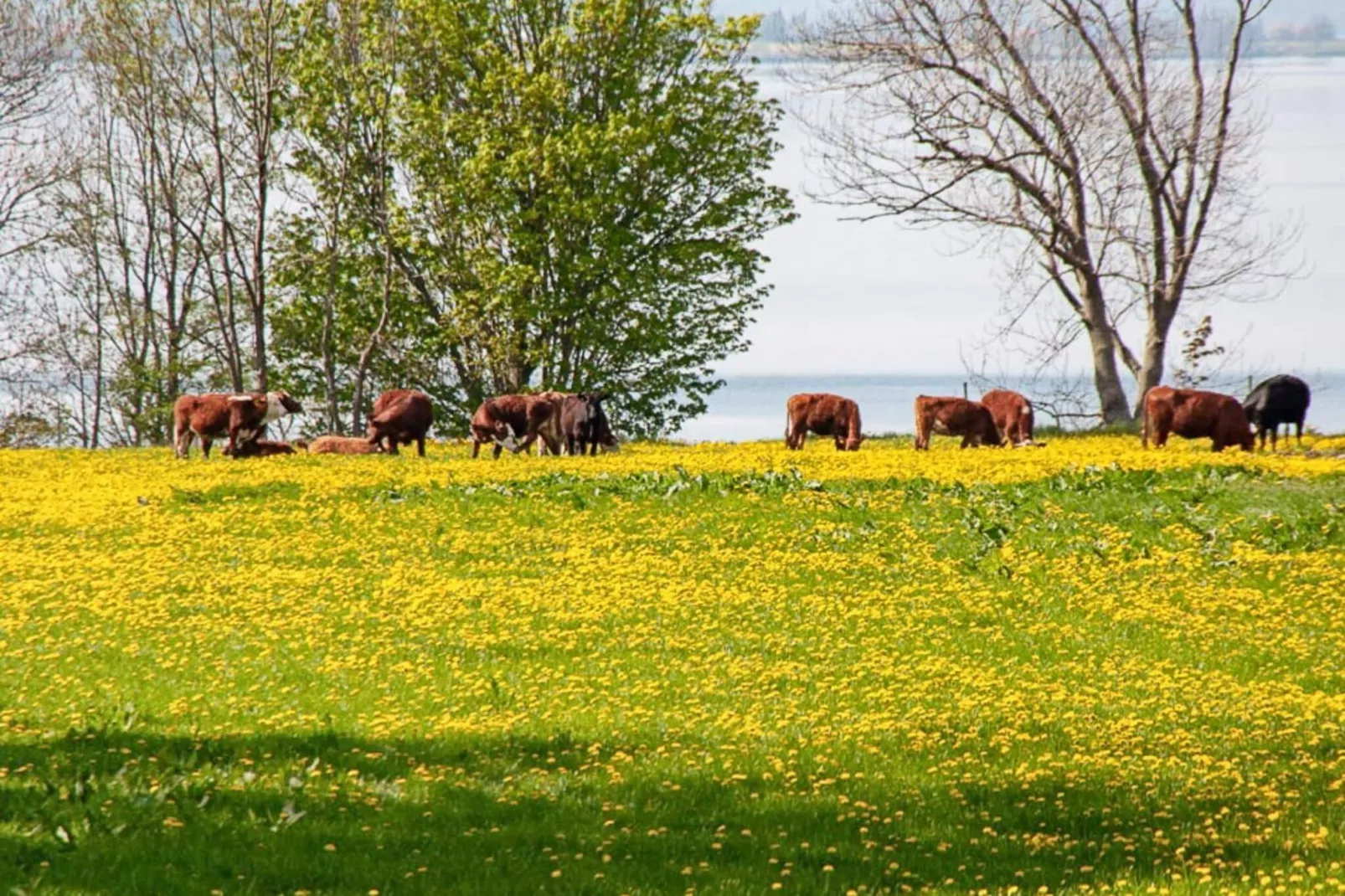 8 persoons vakantie huis in GRÄNNA-Waterzicht