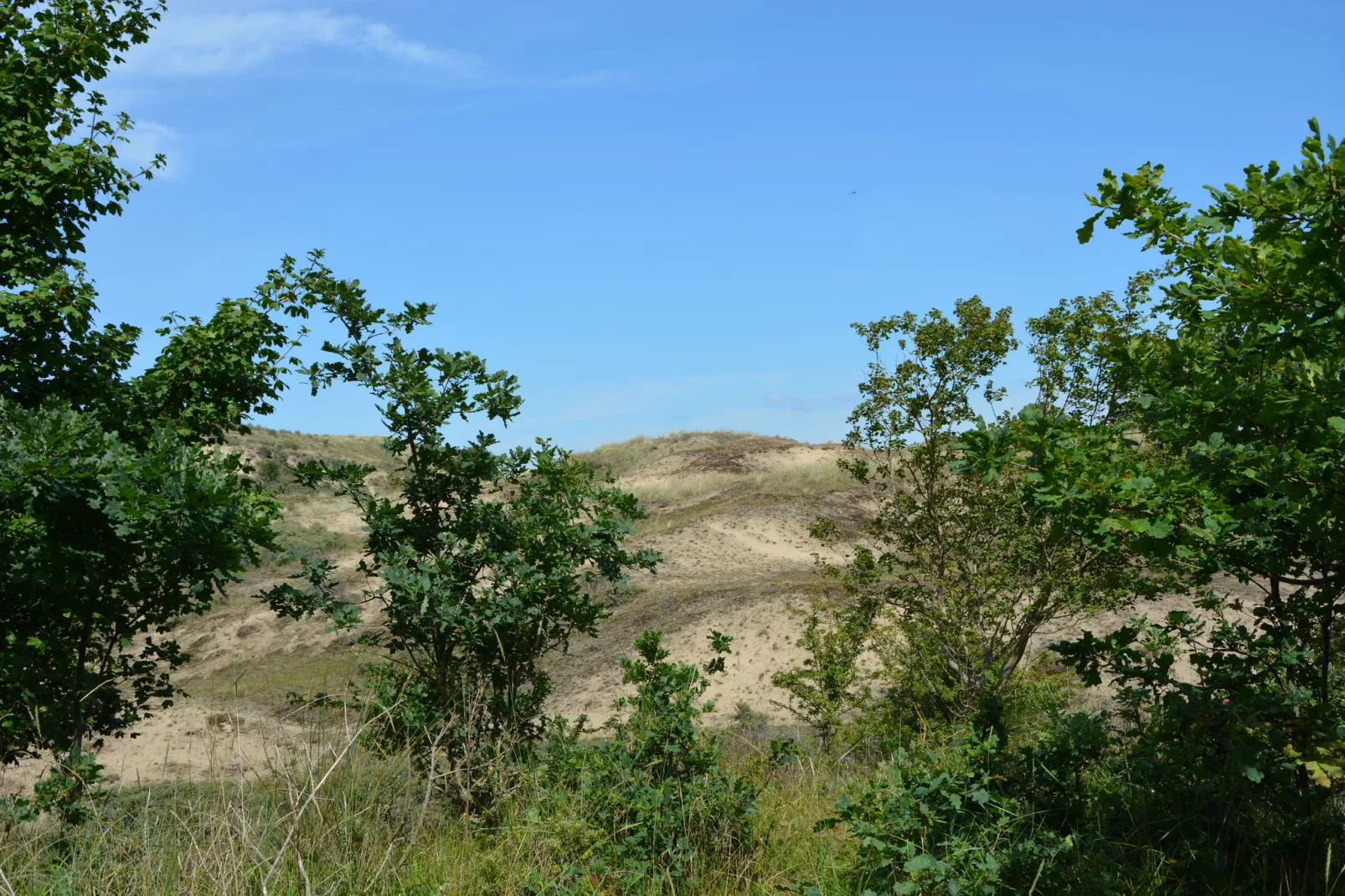 Bos-Lodge-Gebieden zomer 5km