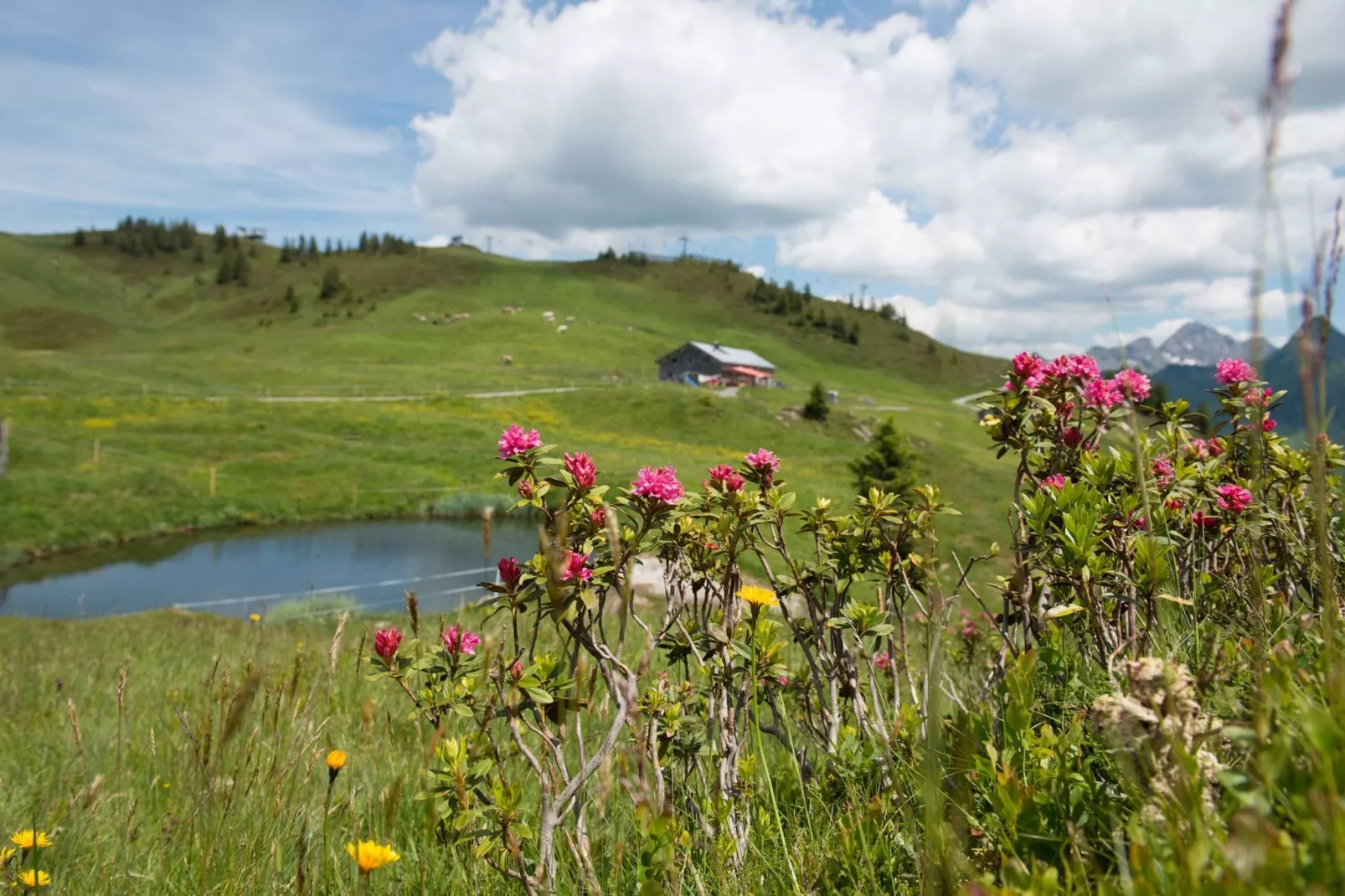 Schönblick-Gebieden zomer 5km