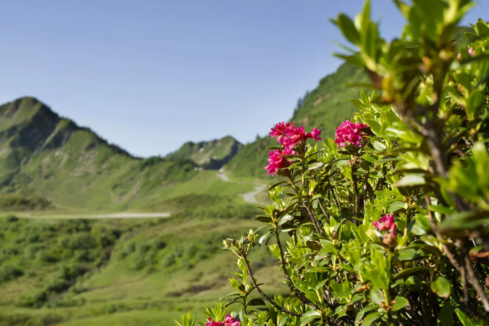 Schönblick-Gebieden zomer 1km