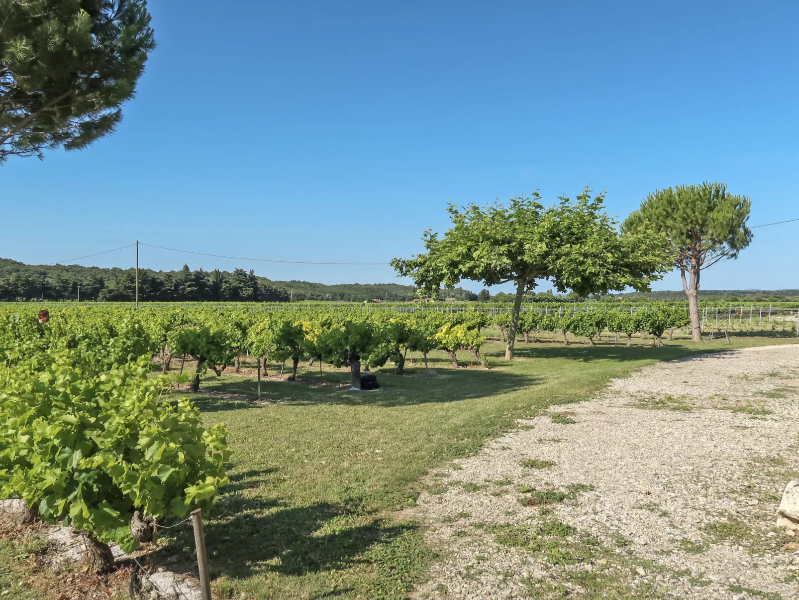La Cardeline-Buiten