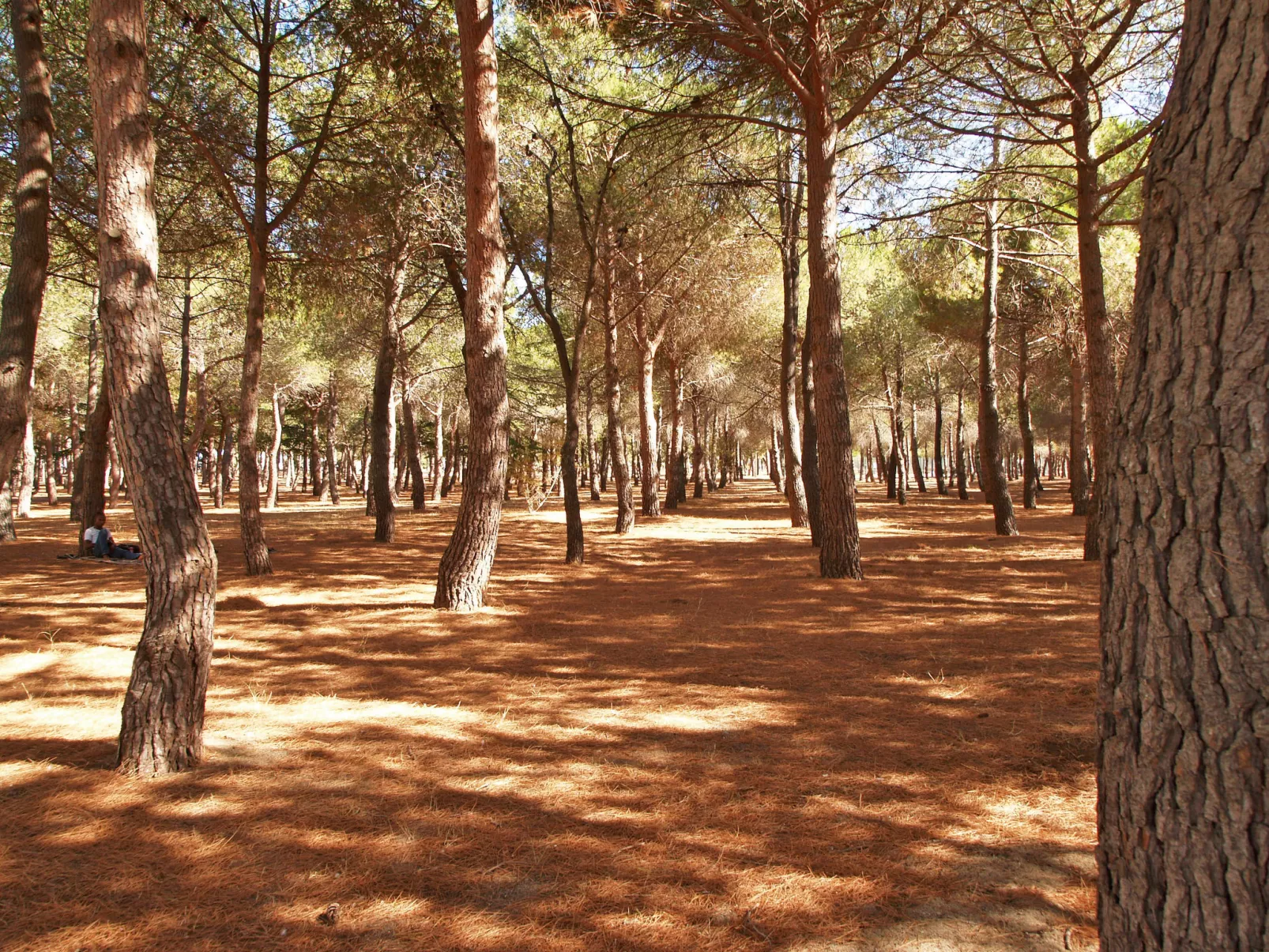 Les Pins Parasols-Binnen