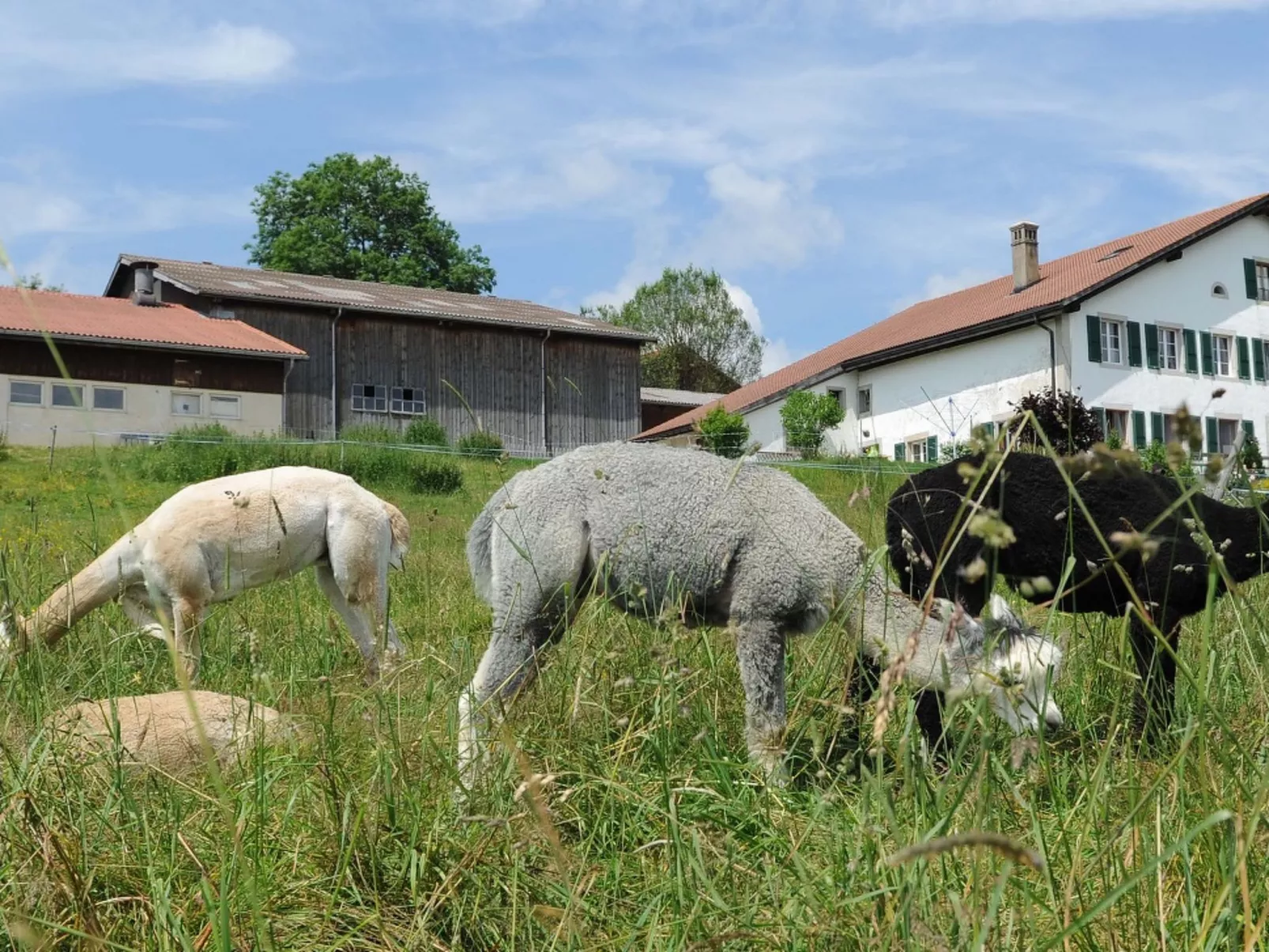 Gîte - Ferme O'Clés