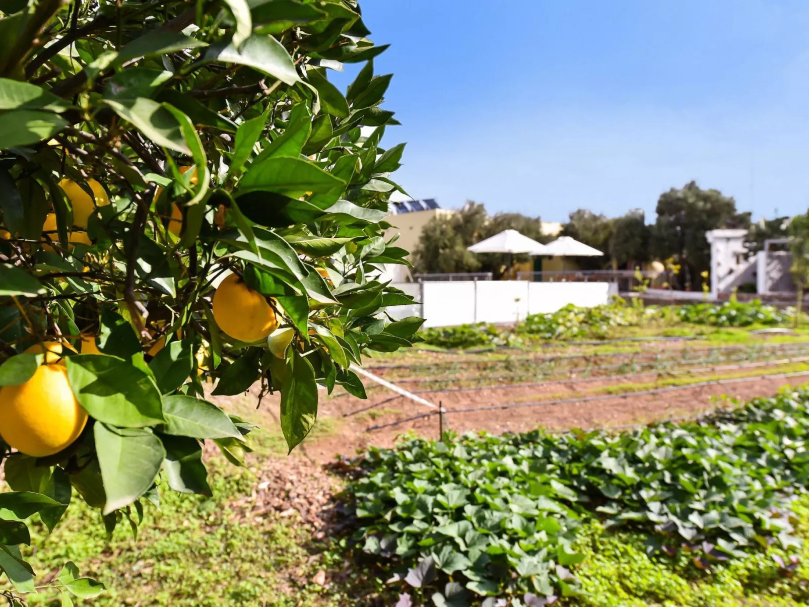 Family Villa Algodones with Pool-Binnen