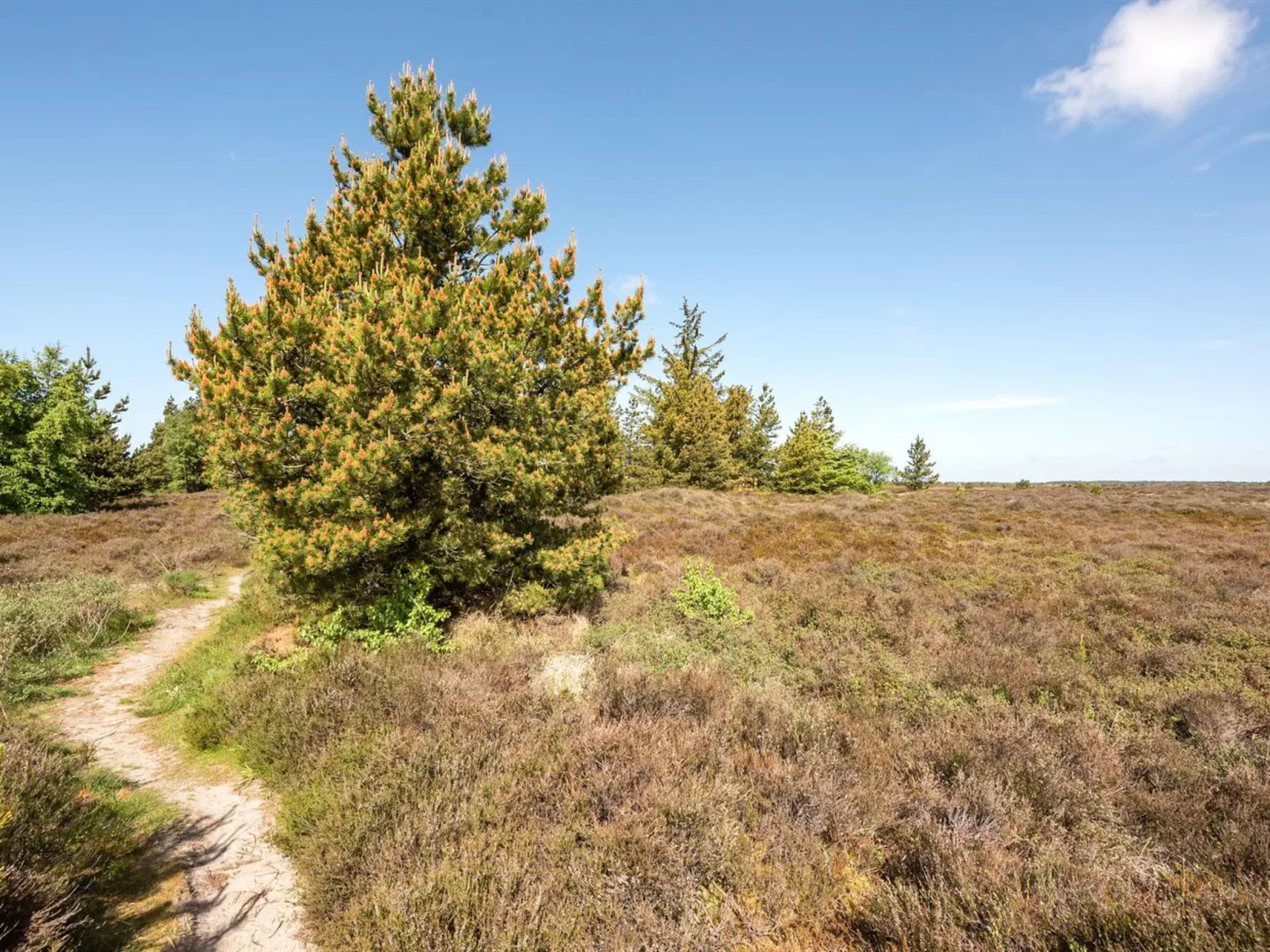 "Atti" - 2.5km from the sea in Western Jutland-Buiten