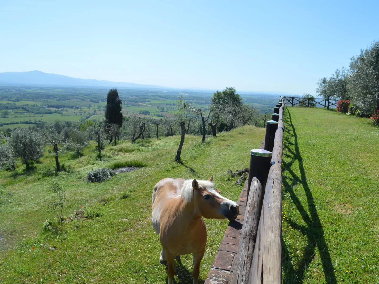 A spasso tra gli ulivi-Buiten